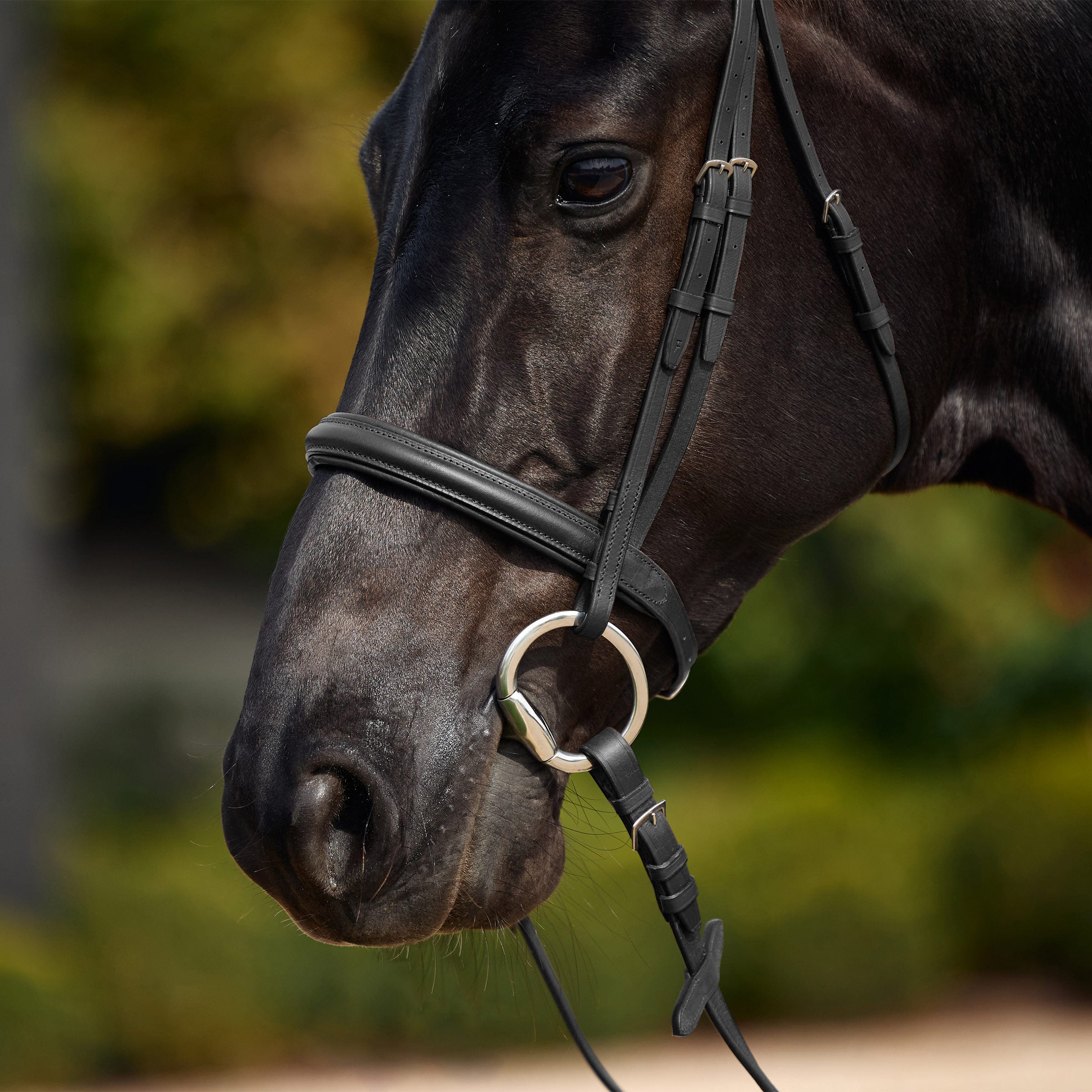 image_addtnl_2 - Black - Dublin Padded Cavesson Bridle - .jpg
