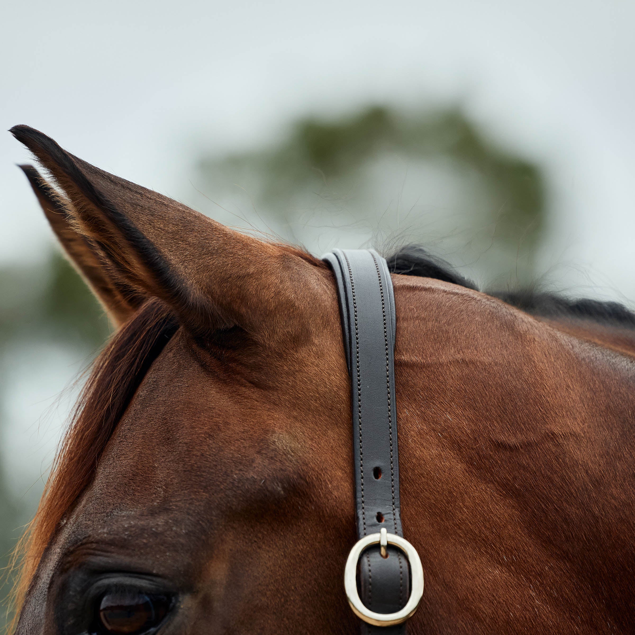 image_addtnl_2 - Burgundy/Brown - Dublin Leather Rope Halter - .jpg