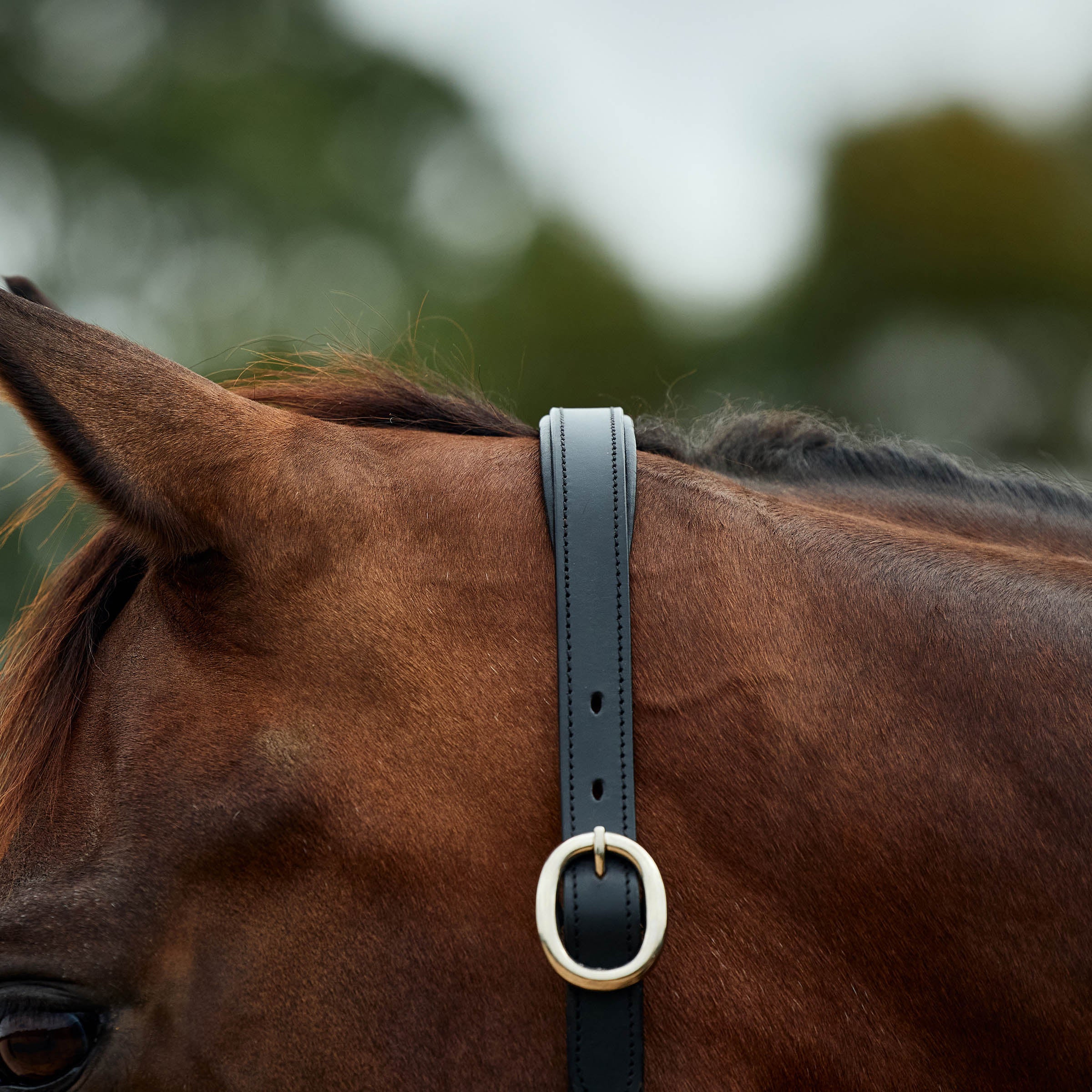 image_addtnl_2 - Cobalt/Black - Dublin Leather Rope Halter - .jpg