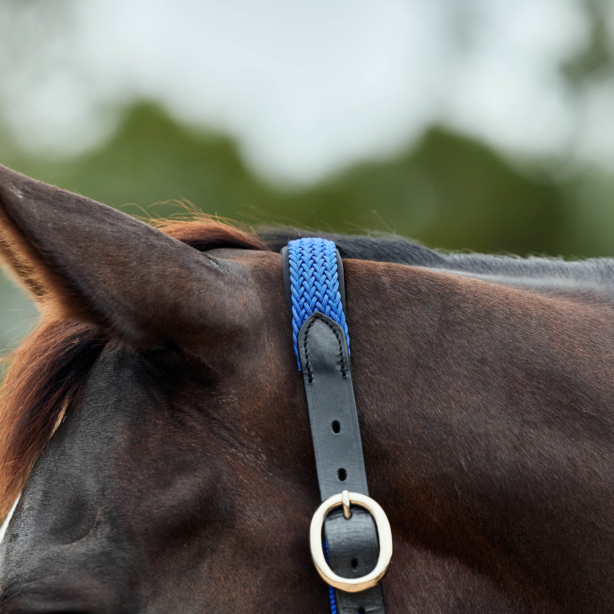 image_addtnl_2 - Cobalt - Dublin Braided Leather Halter - .jpg