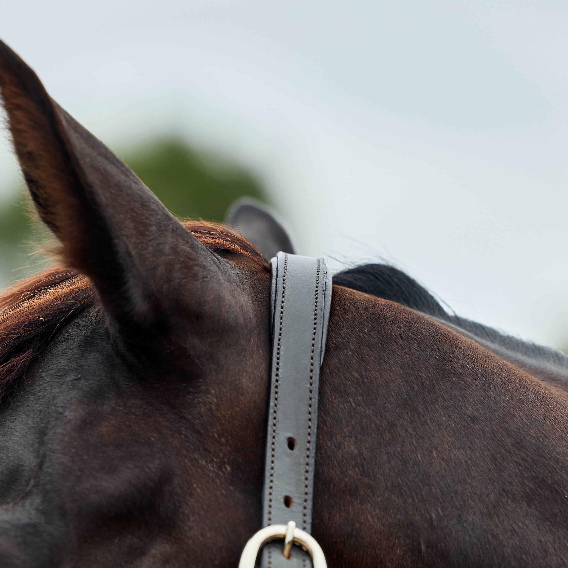 image_addtnl_2 - Hunter Green/Brown - Dublin Leather Rope Halter - .jpg