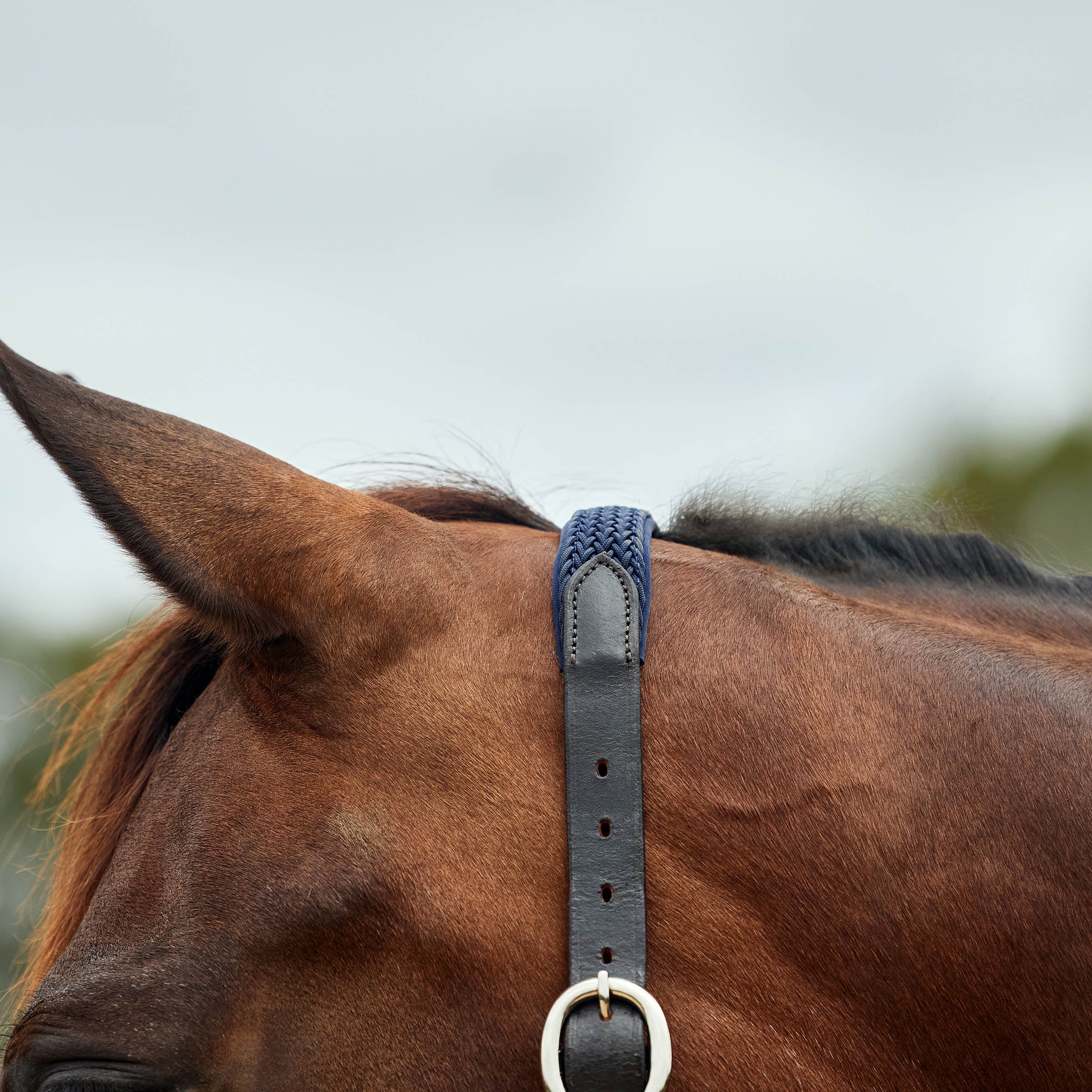 image_addtnl_2 - Navy - Dublin Braided Leather Halter - .jpg