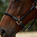 image_addtnl_3 - Black/Black - Dublin Leather Rope Halter - .jpg