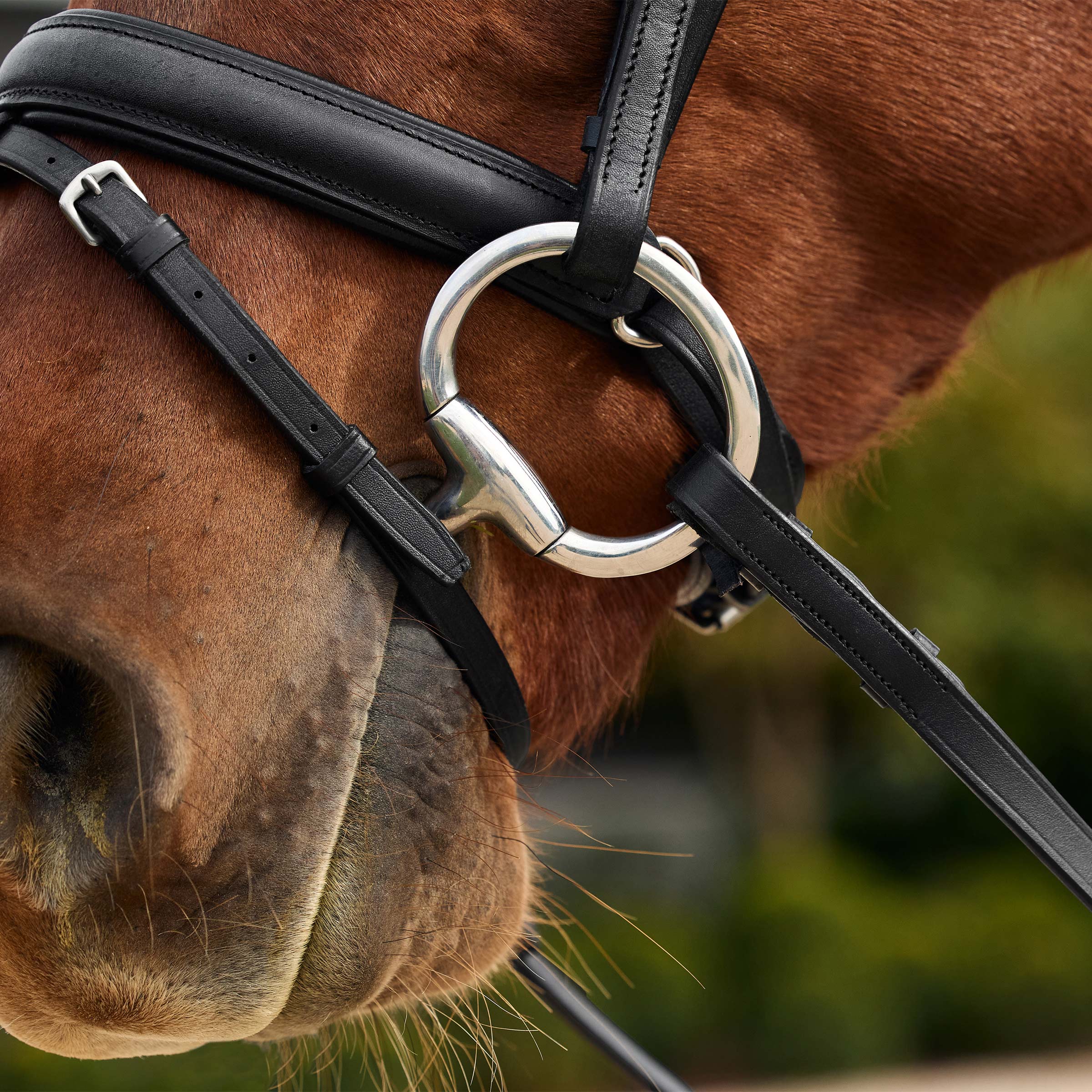 image_addtnl_3 - Black/Multi - Dublin Pastel Rainbow Reins - .jpg