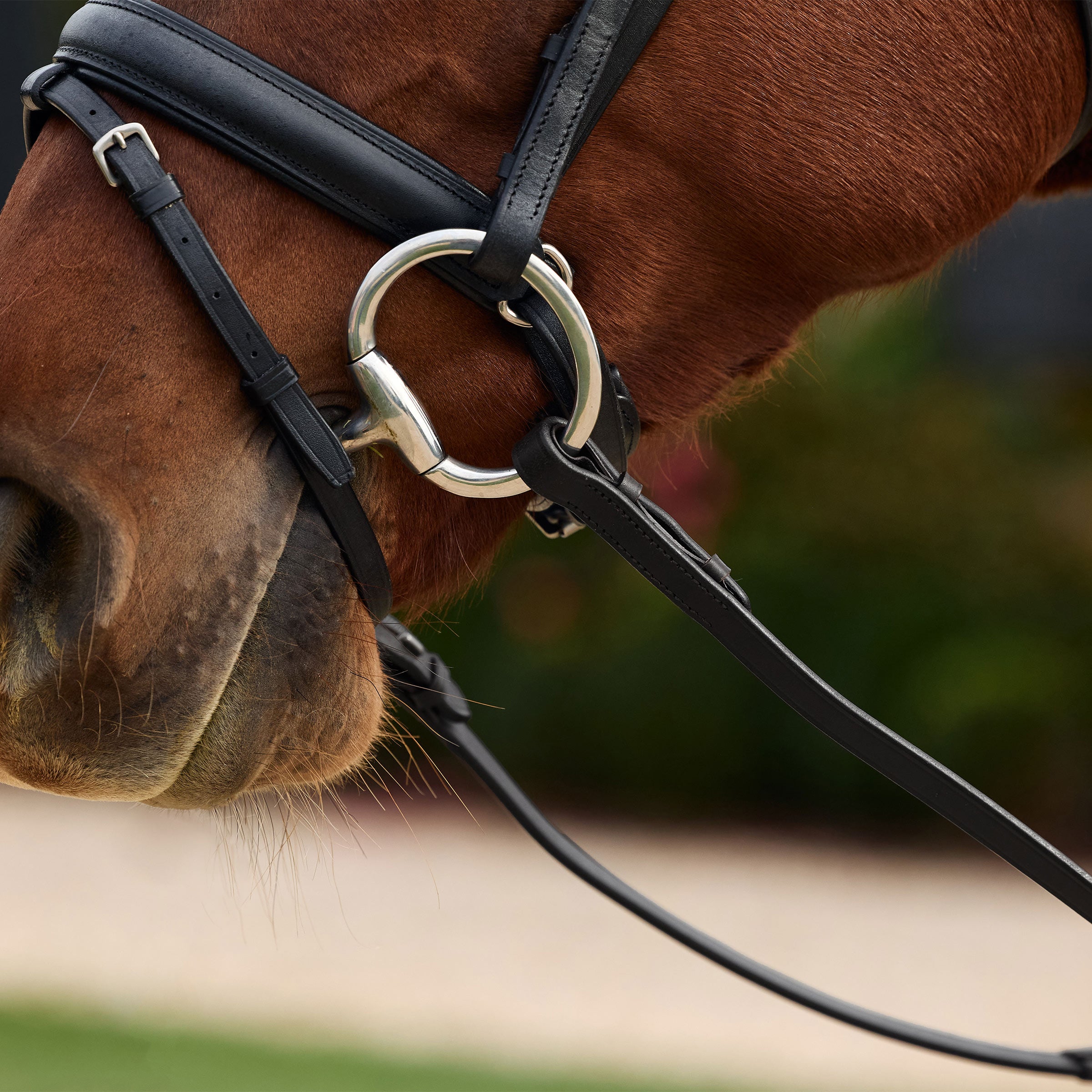 image_addtnl_3 - Black/Multi - Dublin Rainbow Reins - .jpg