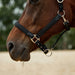 image_addtnl_3 - Black - Dublin Braided Leather Halter - .jpg
