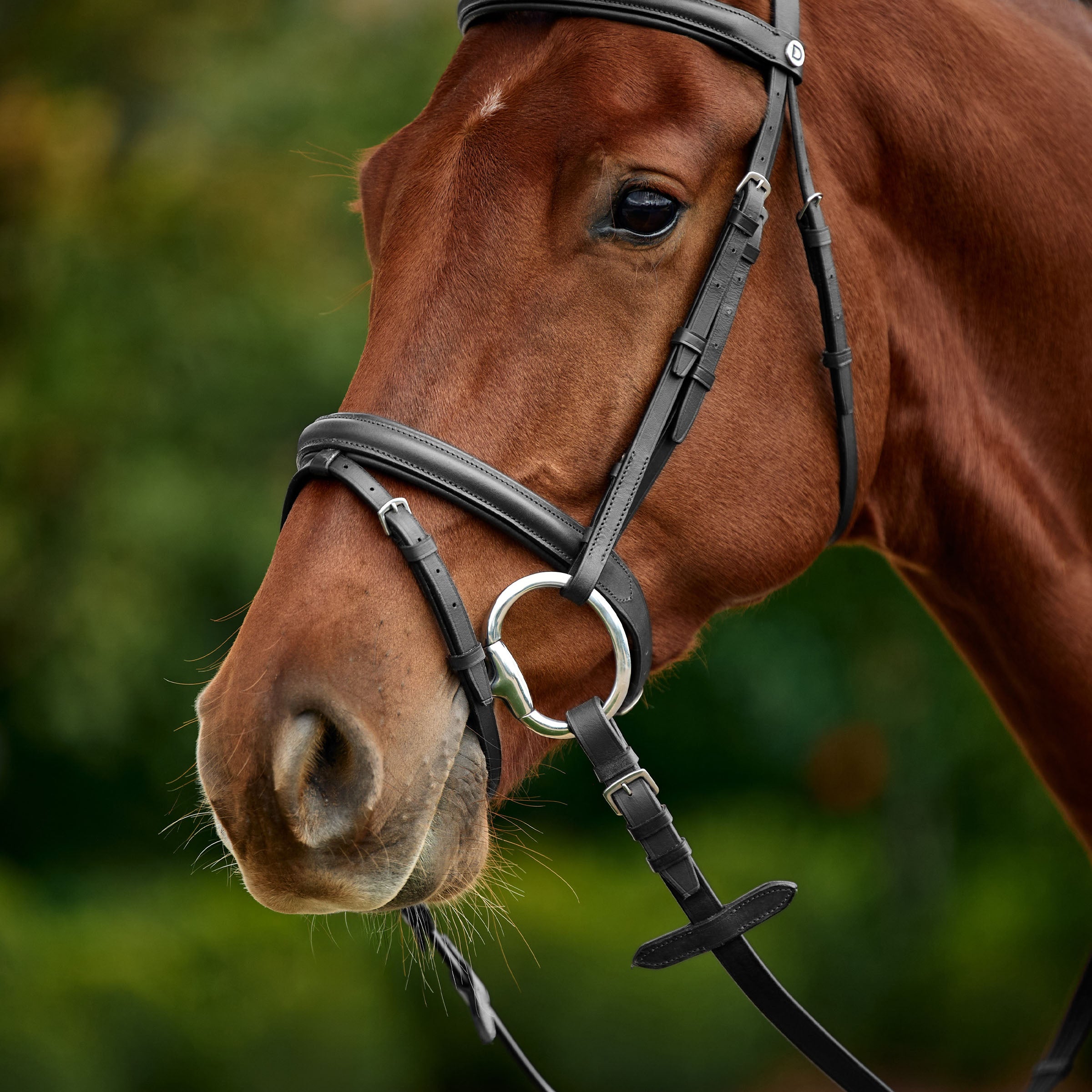 image_addtnl_3 - Black - Dublin Padded Flash Bridle - .jpg