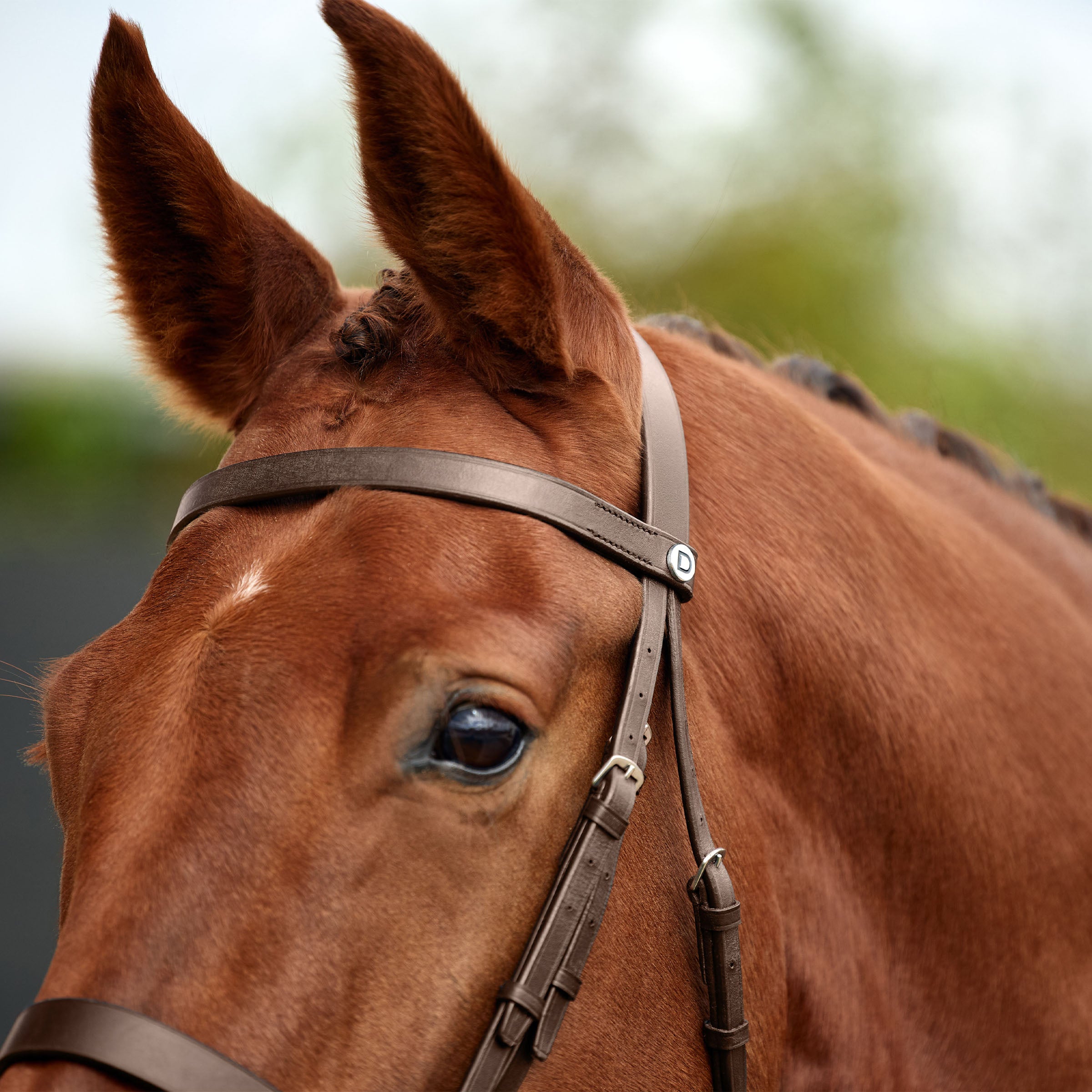 image_addtnl_3 - Brown - Dublin Flat Cavesson Bridle - .jpg