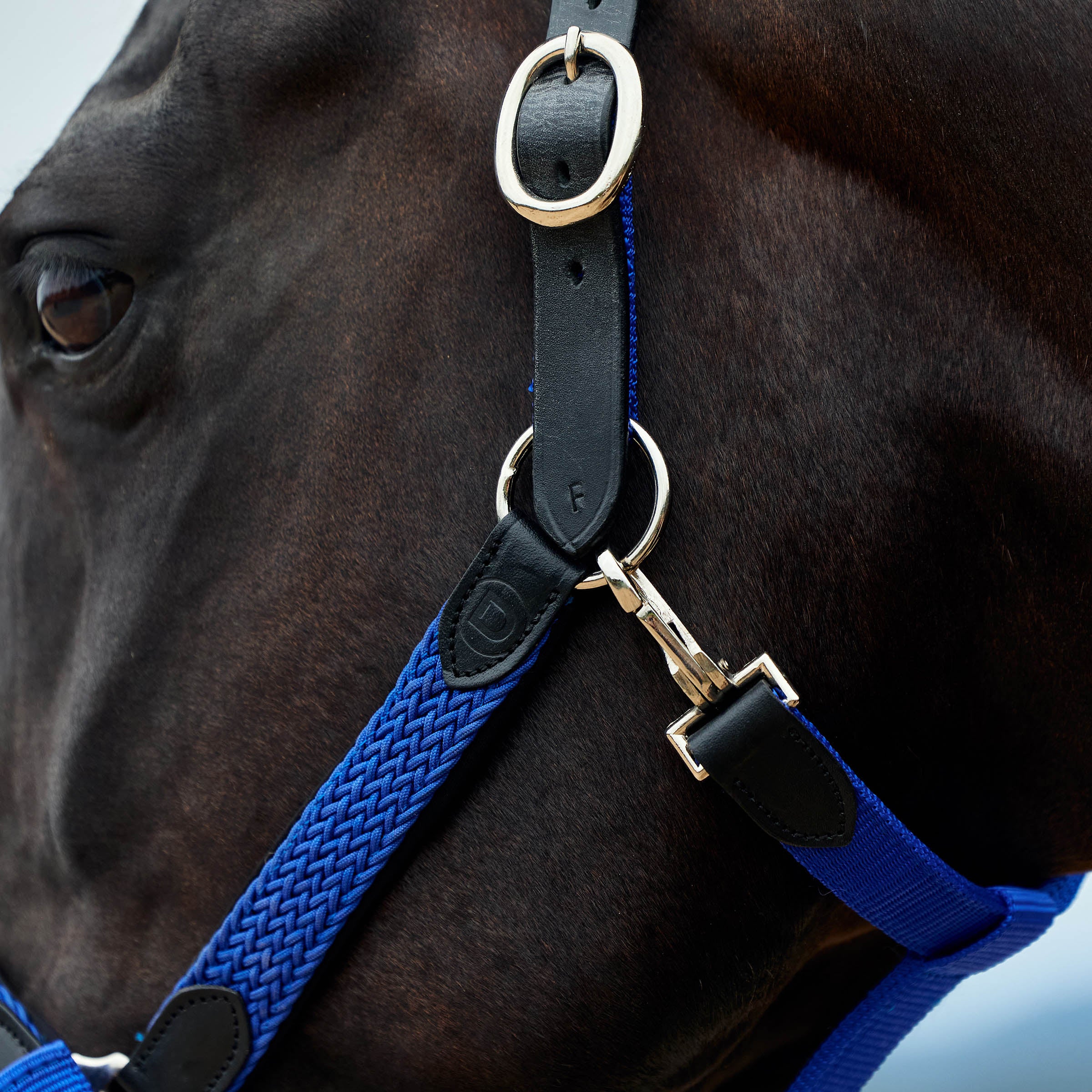 image_addtnl_3 - Cobalt - Dublin Braided Leather Halter - .jpg