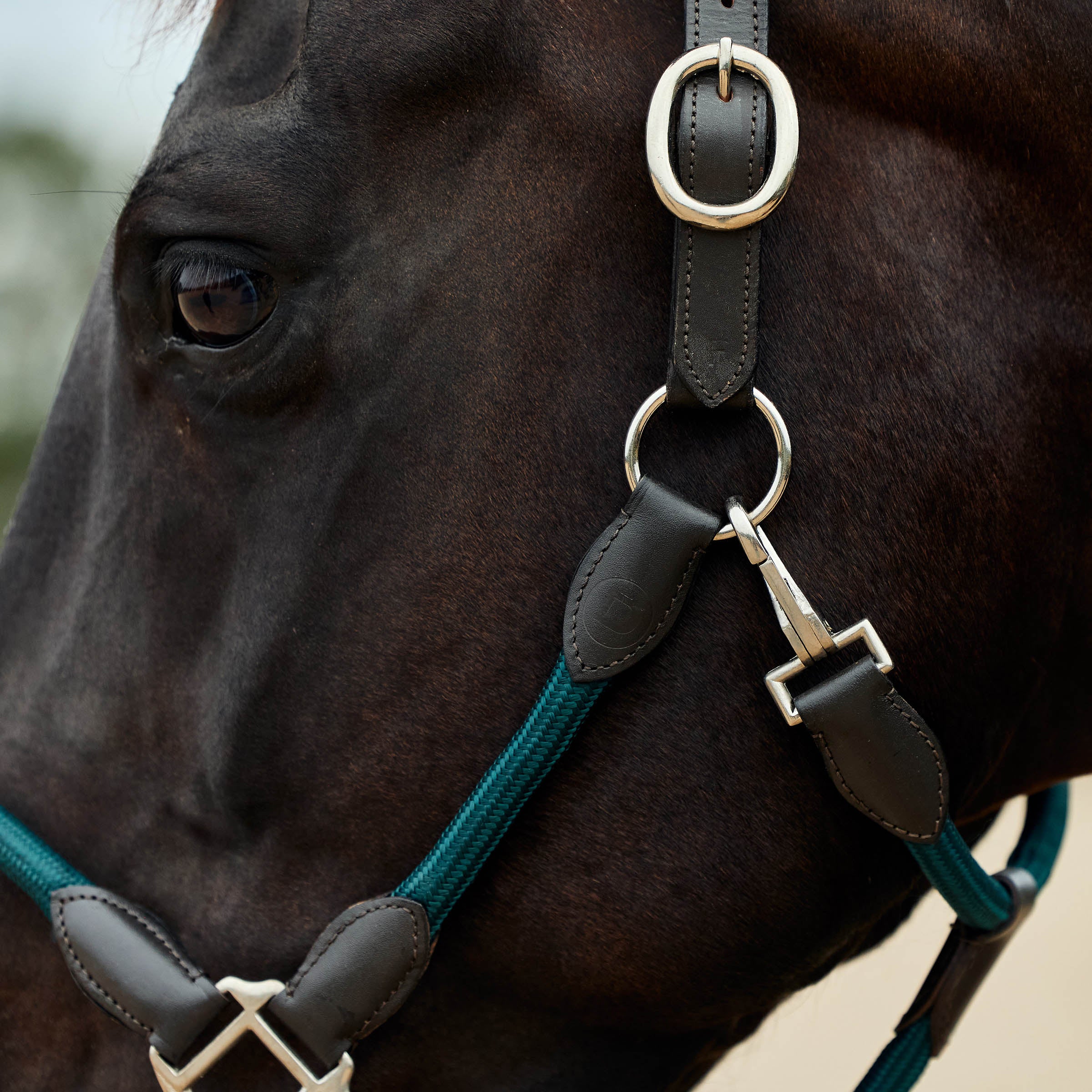 image_addtnl_3 - Hunter Green/Brown - Dublin Leather Rope Halter - .jpg