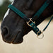 image_addtnl_3 - Hunter Green - Dublin Braided Leather Halter - .jpg