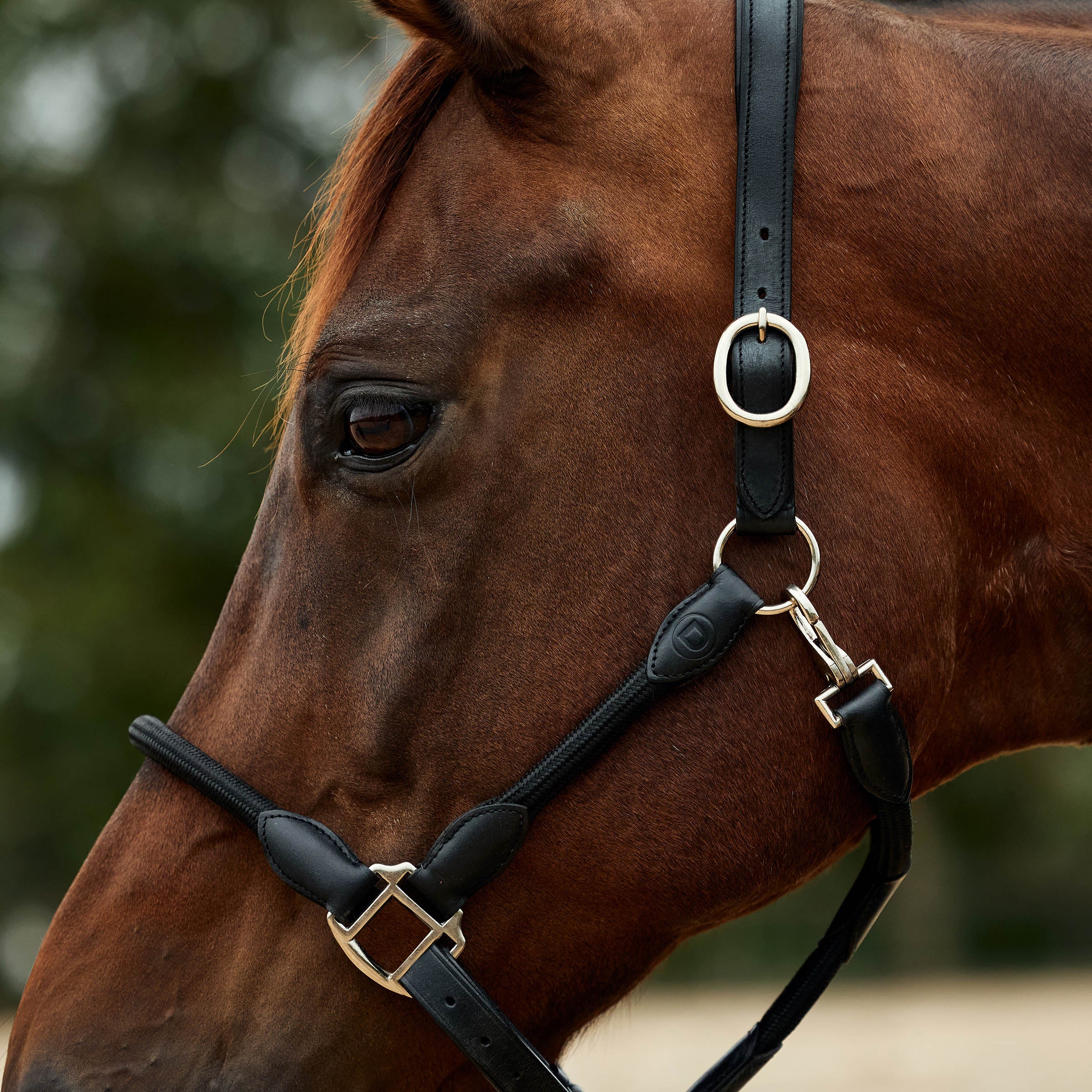 image_addtnl_4 - Black/Black - Dublin Leather Rope Halter - .jpg