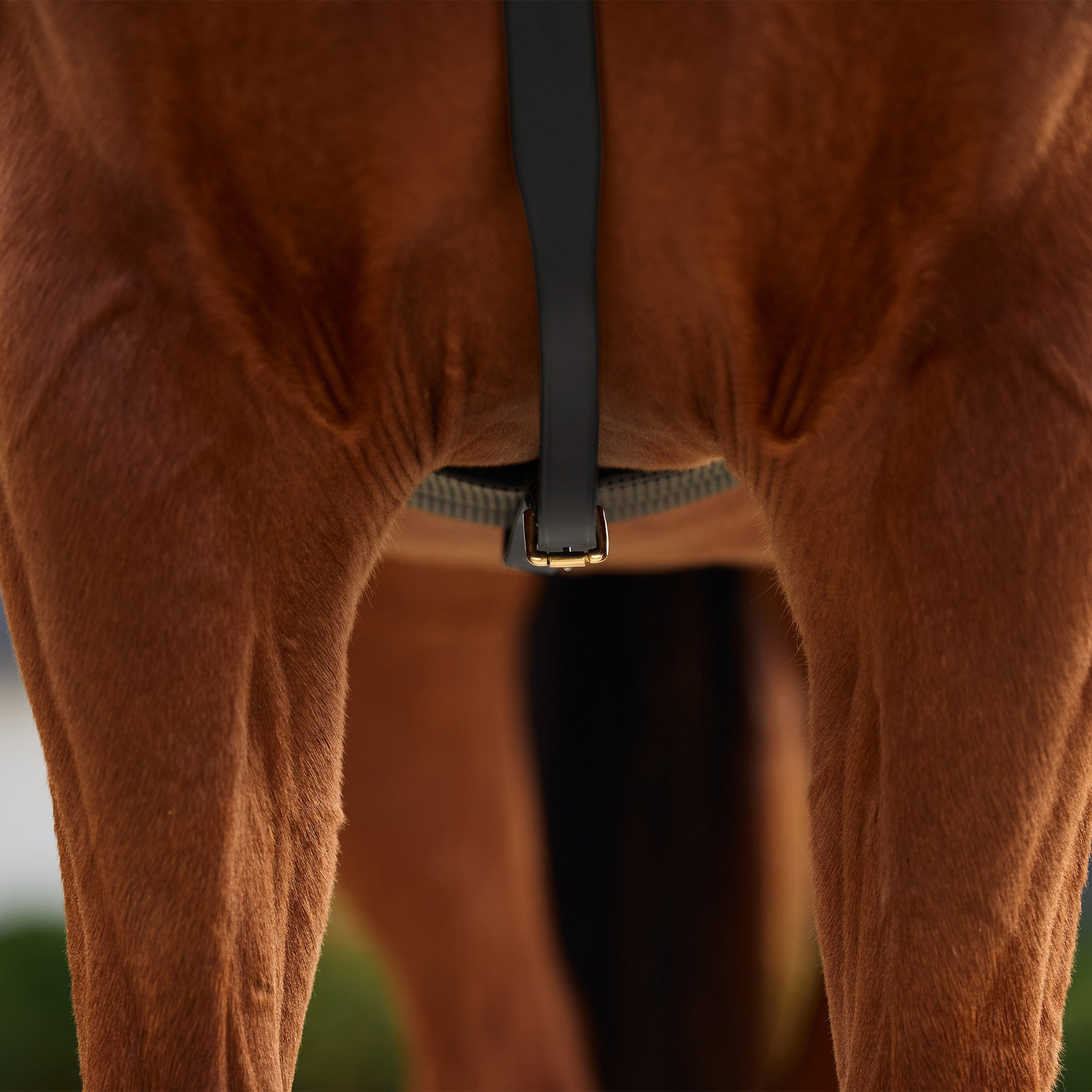 image_addtnl_4 - Black - Dublin 3-Point Breastplate - .jpg