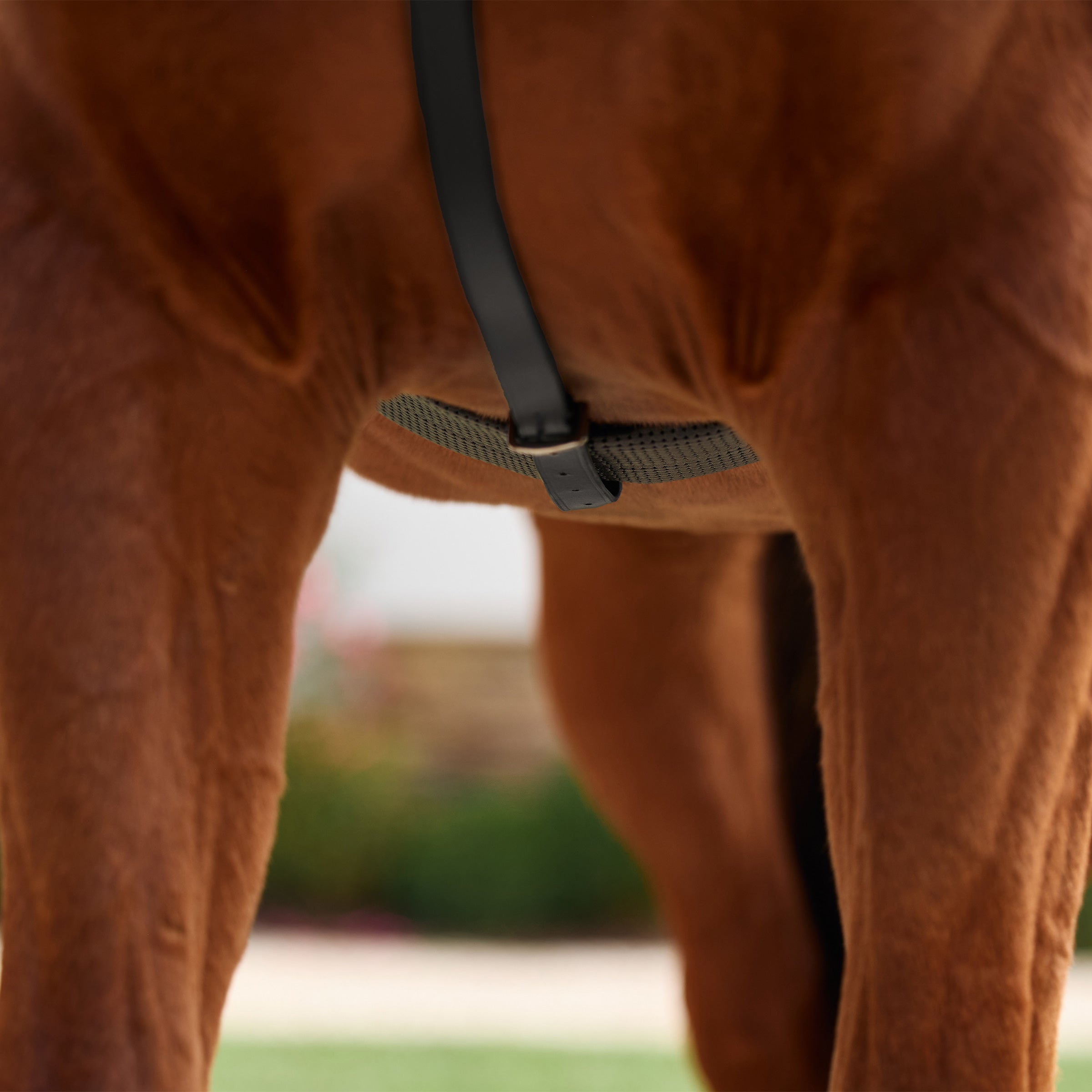 image_addtnl_4 - Black - Dublin 5-Point Event Breastplate - .jpg