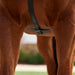 image_addtnl_4 - Black - Dublin 5-Point Event Breastplate - .jpg