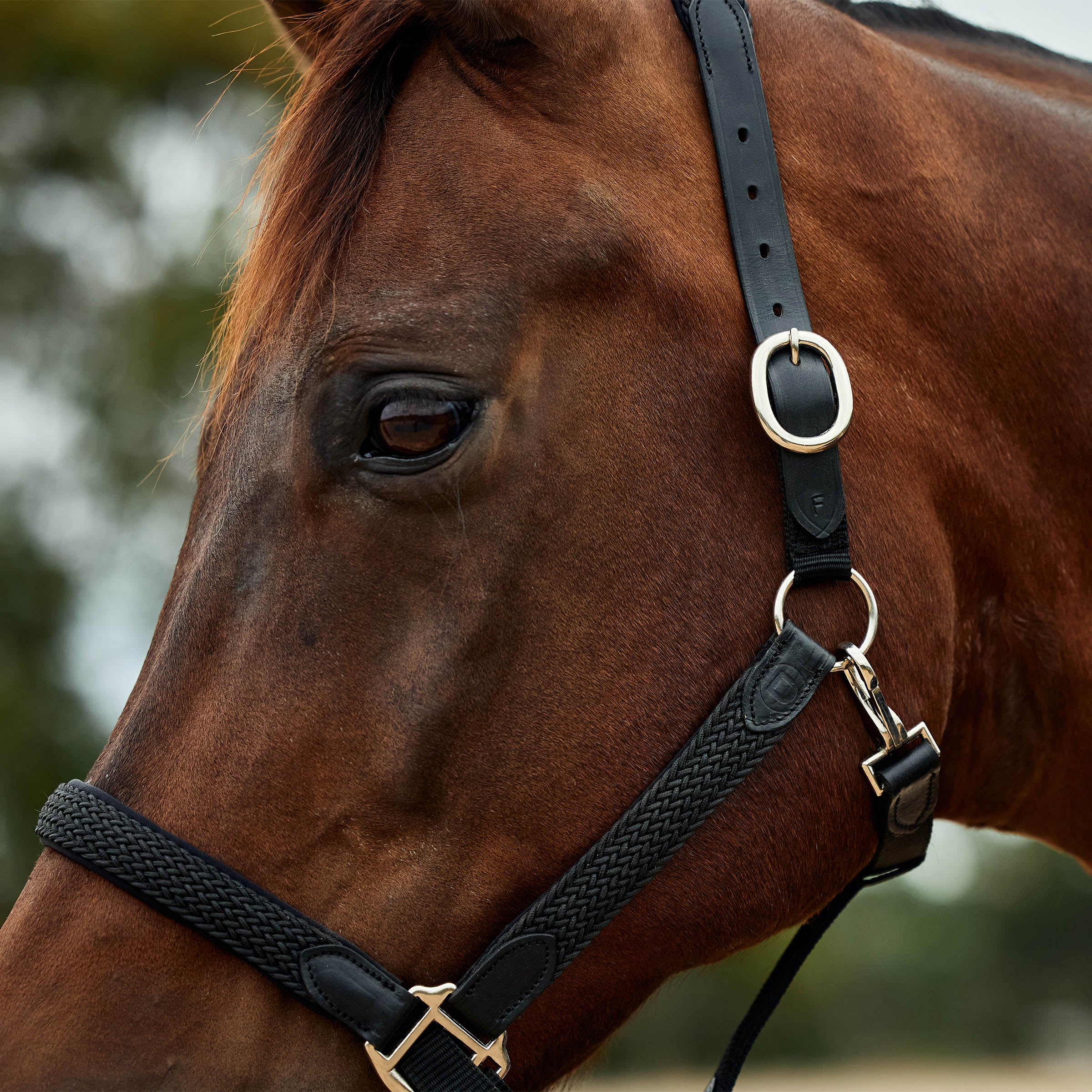 image_addtnl_4 - Black - Dublin Braided Leather Halter - .jpg