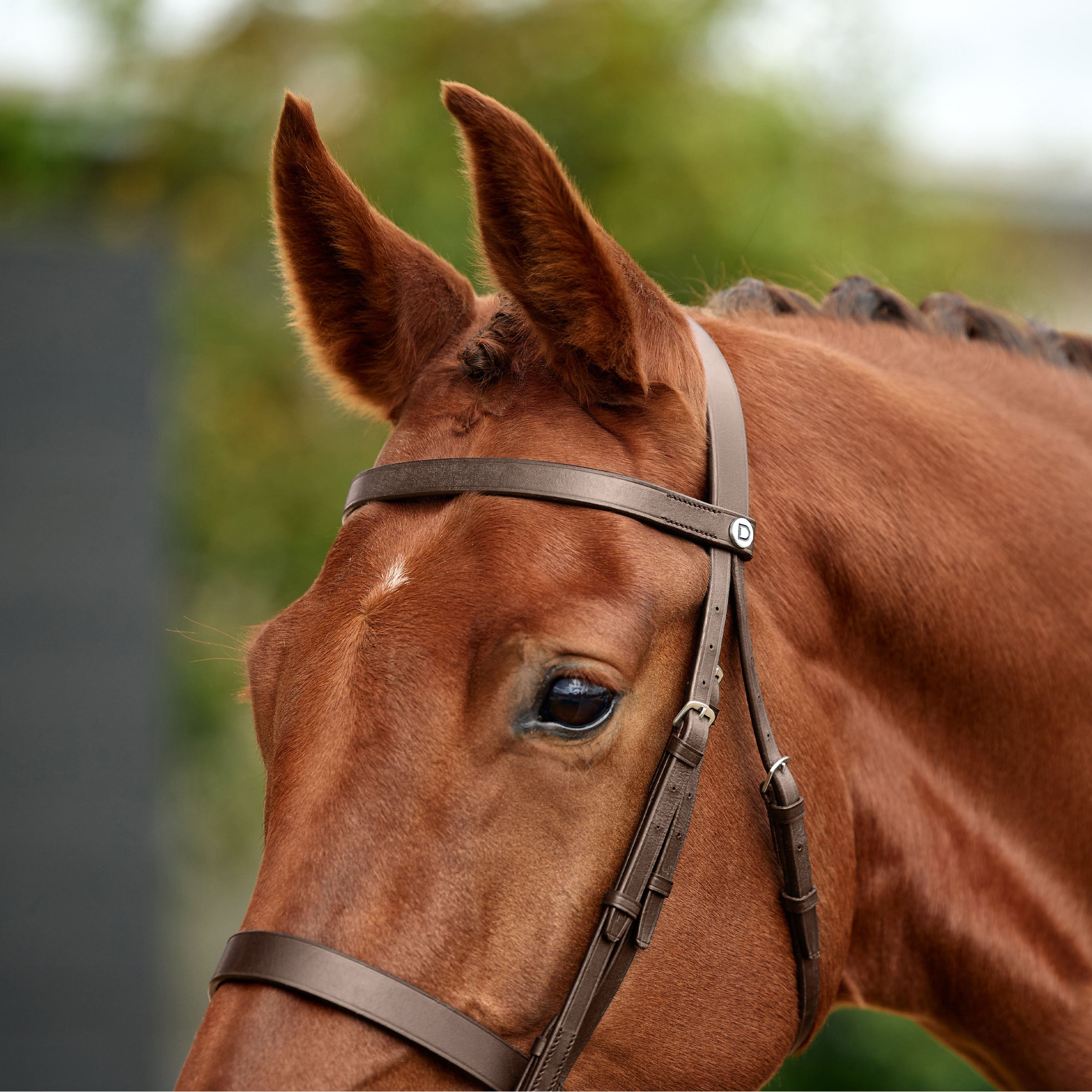 image_addtnl_4 - Brown - Dublin Flat Cavesson Bridle - .jpg