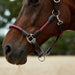 image_addtnl_4 - Burgundy/Brown - Dublin Leather Rope Halter - .jpg