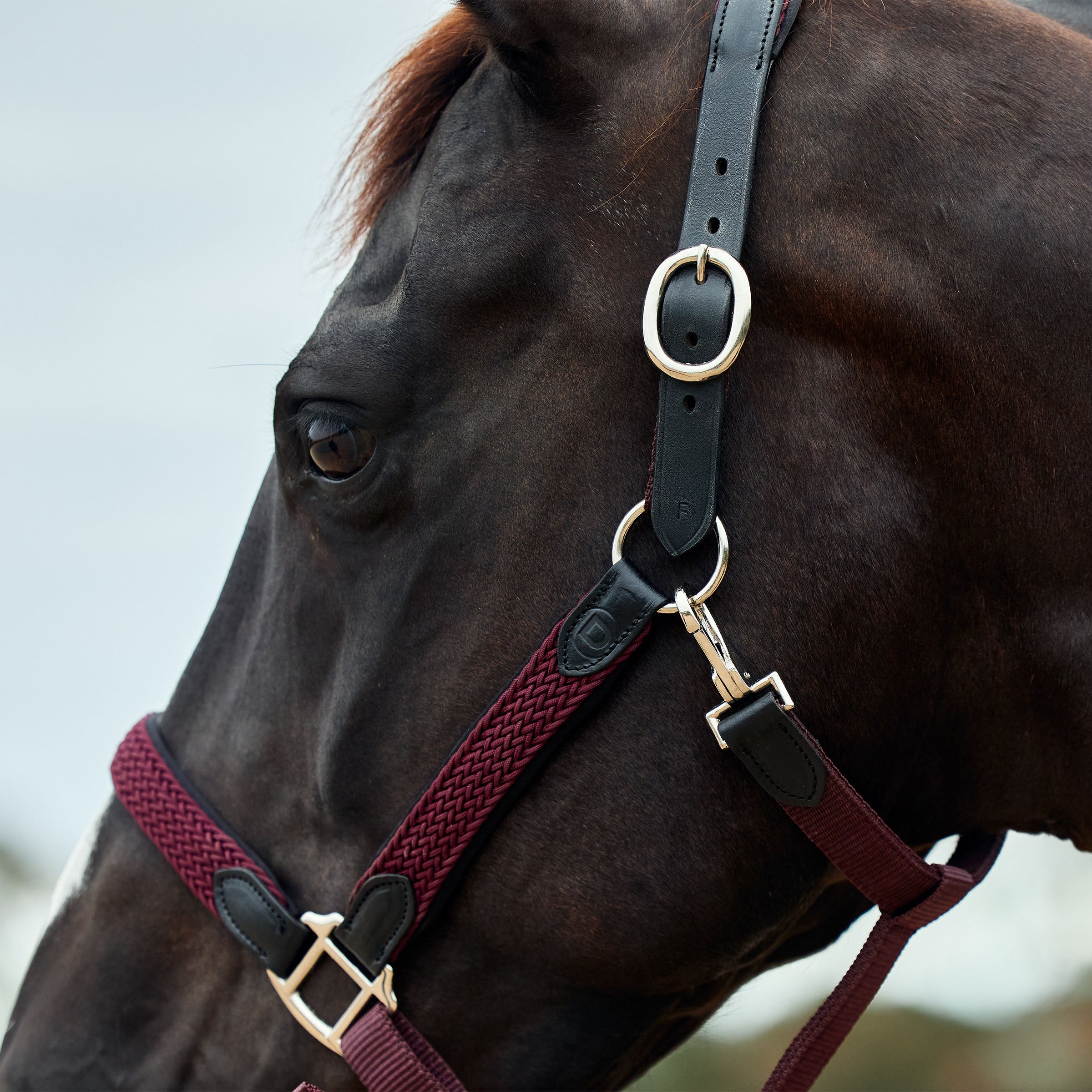 image_addtnl_4 - Burgundy - Dublin Braided Leather Halter - .jpg