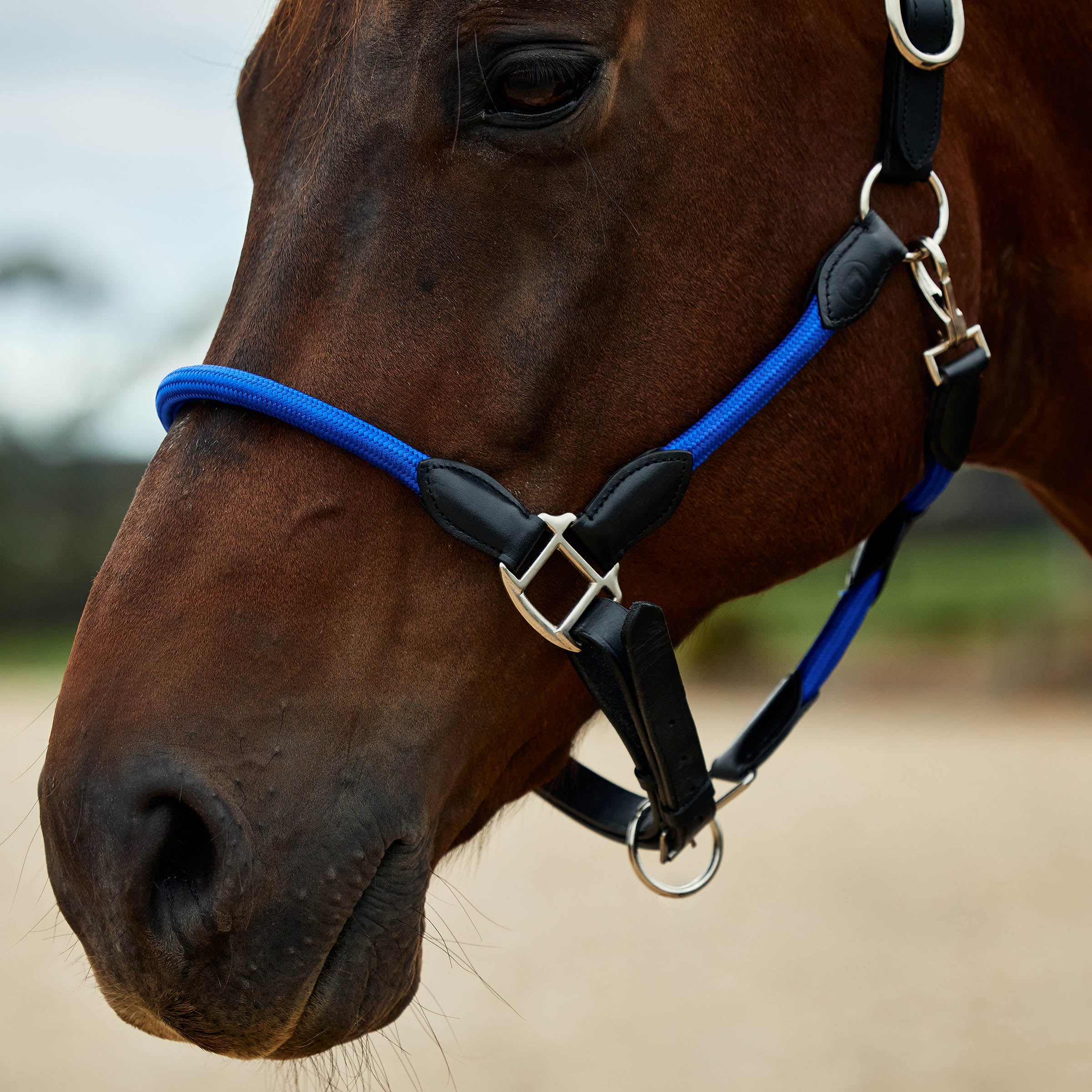 image_addtnl_4 - Cobalt/Black - Dublin Leather Rope Halter - .jpg