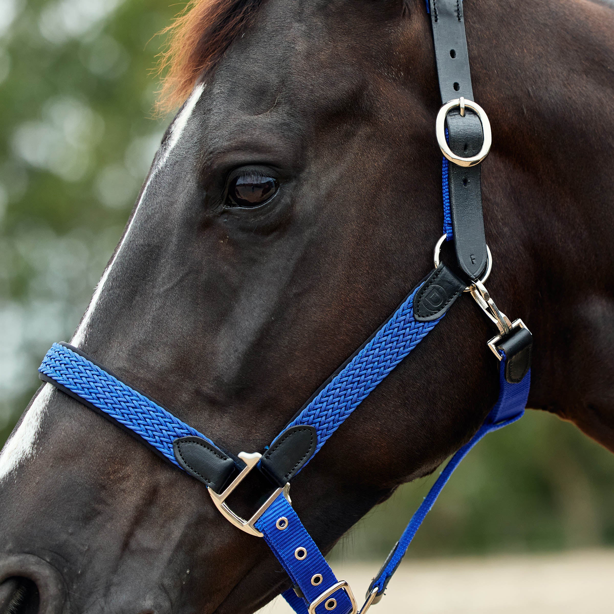 image_addtnl_4 - Cobalt - Dublin Braided Leather Halter - .jpg