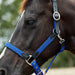 image_addtnl_4 - Cobalt - Dublin Braided Leather Halter - .jpg