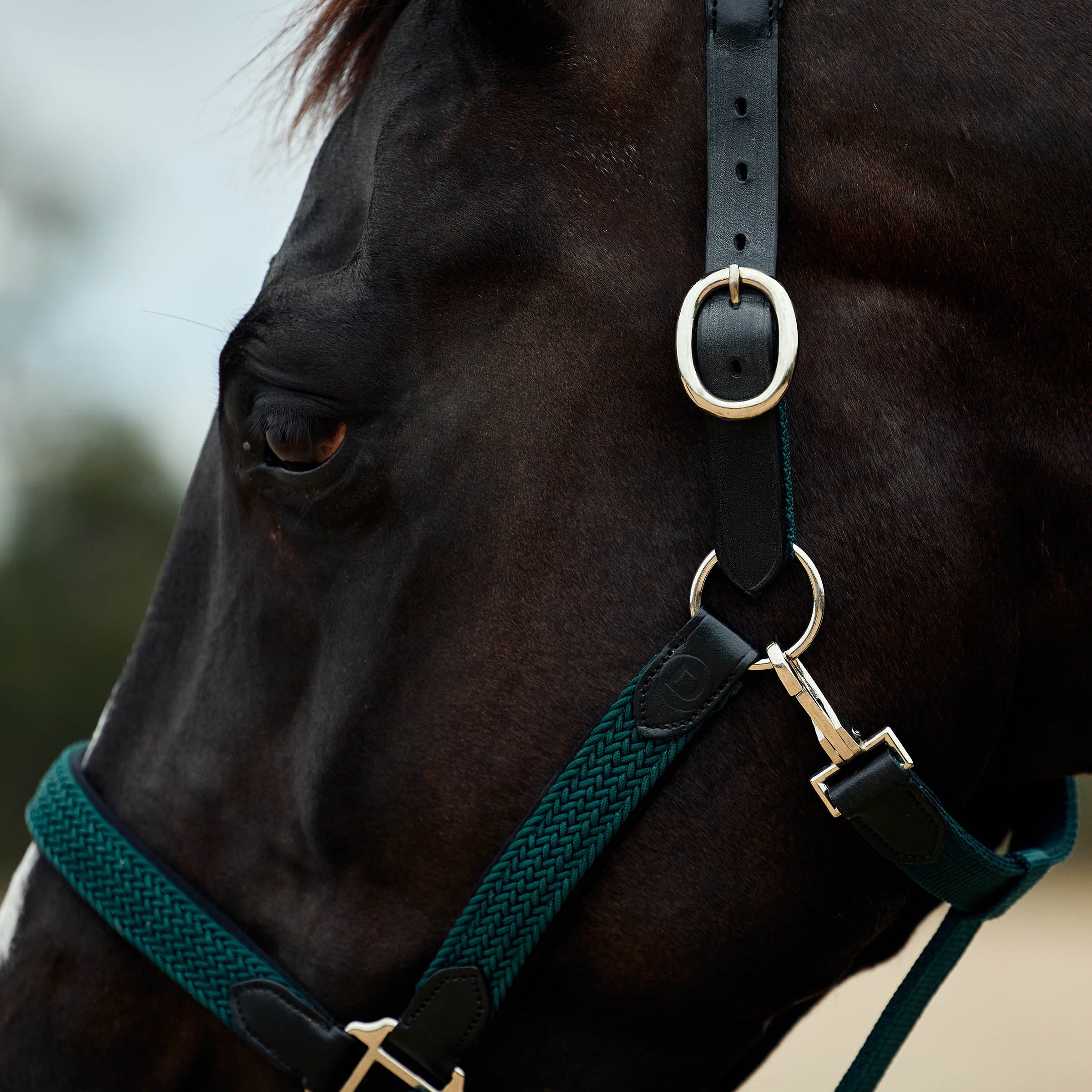 image_addtnl_4 - Hunter Green - Dublin Braided Leather Halter - .jpg