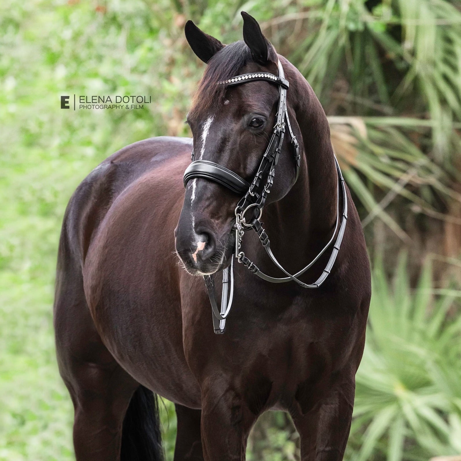 Brixton Non-Patent Black Leather Double Bridle - Equine Exchange Tack Shop