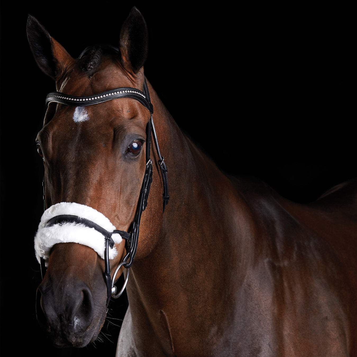 Tack - Bridles - English