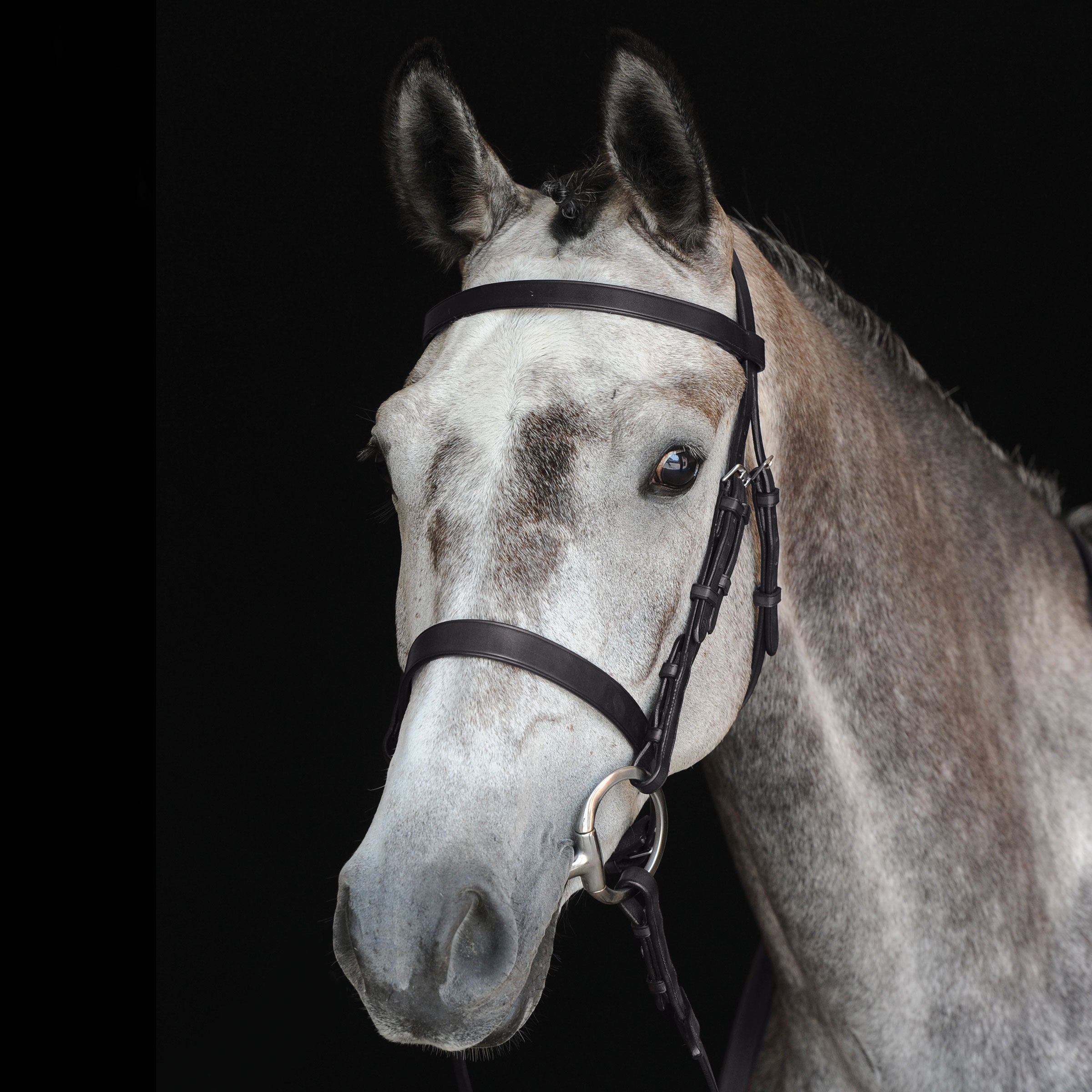 image_main - Black - Collegiate Hunt Cavesson Bridle IV - .jpg