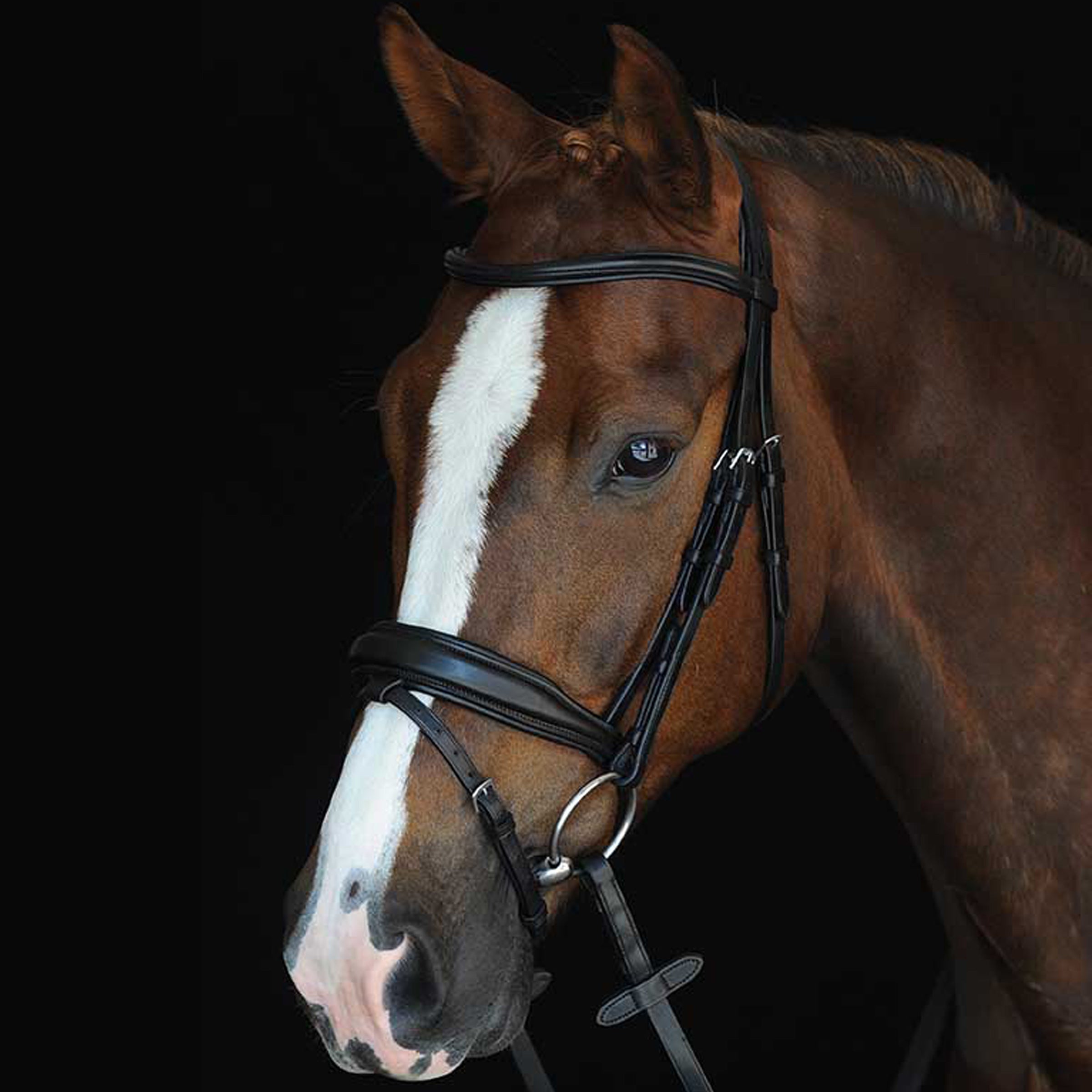 image_main - Black - Collegiate Mono Crown Padded Raised Flash Bridle - .jpg