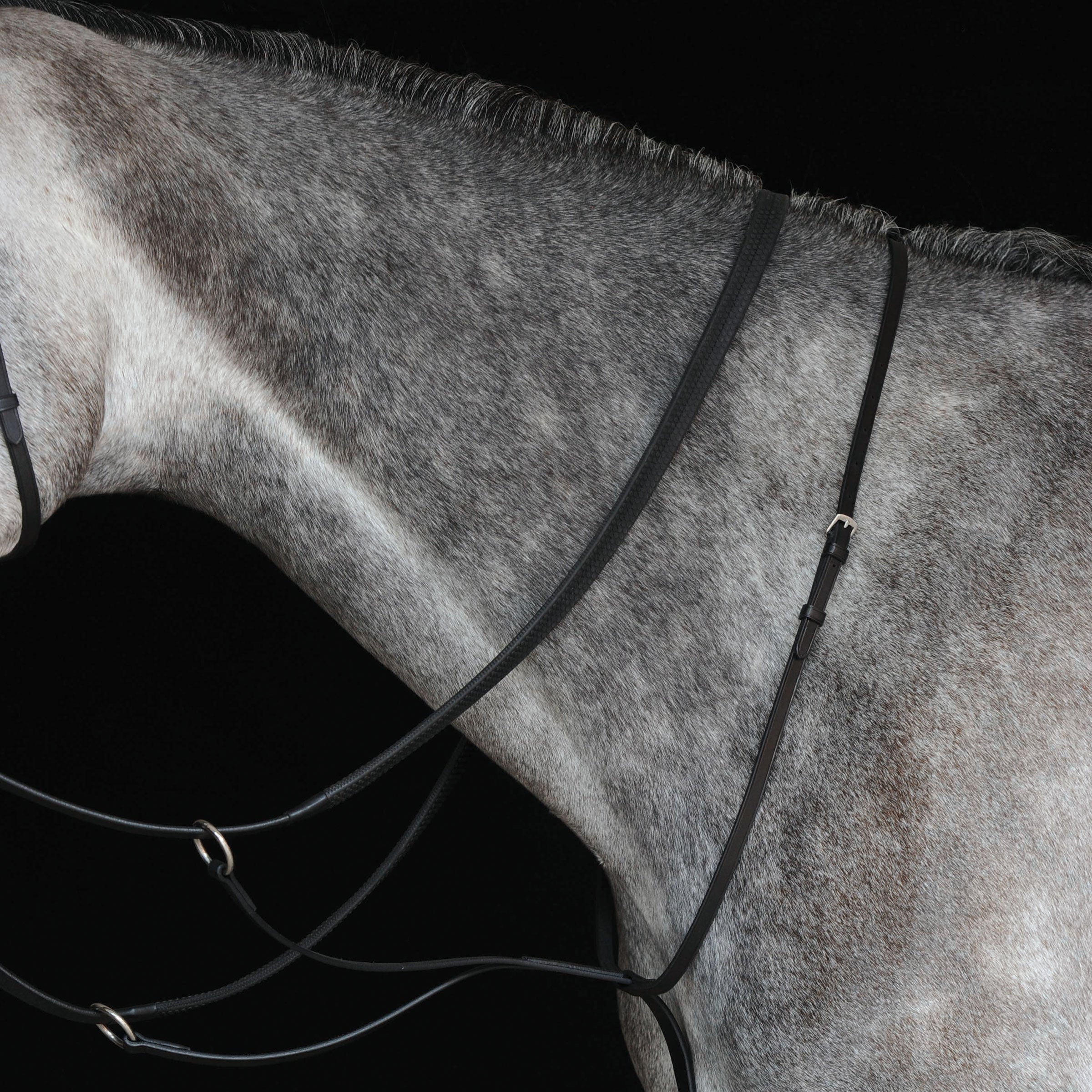 image_main - Black - Collegiate Running Martingale IV - .jpg