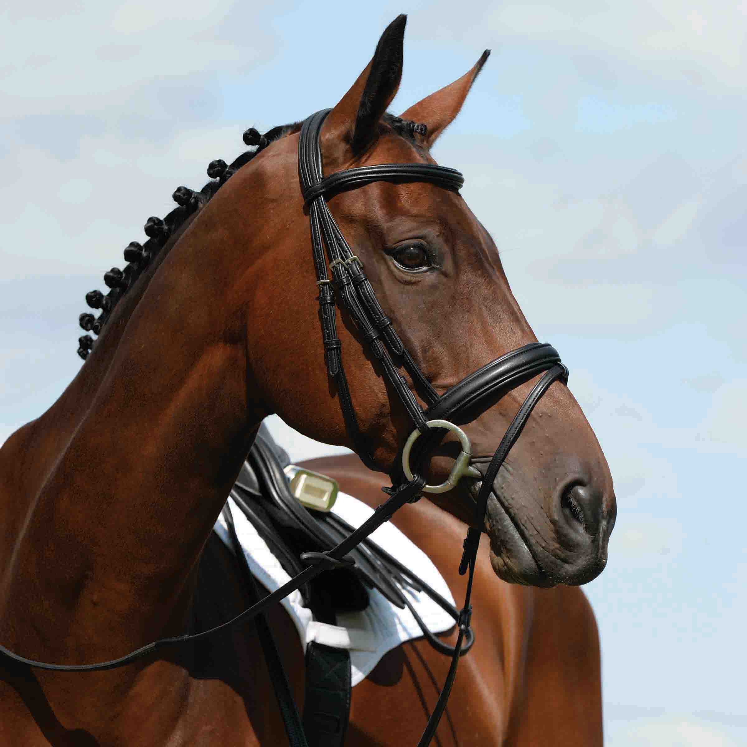 image_main - Black - Collegiate Syntovia+ Padded Raised Flash Bridle - .jpg