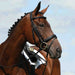 image_main - Black - Collegiate Syntovia+ Padded Raised Flash Bridle - .jpg