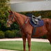 image_main - Black - Dublin 3-Point Breastplate - .jpg