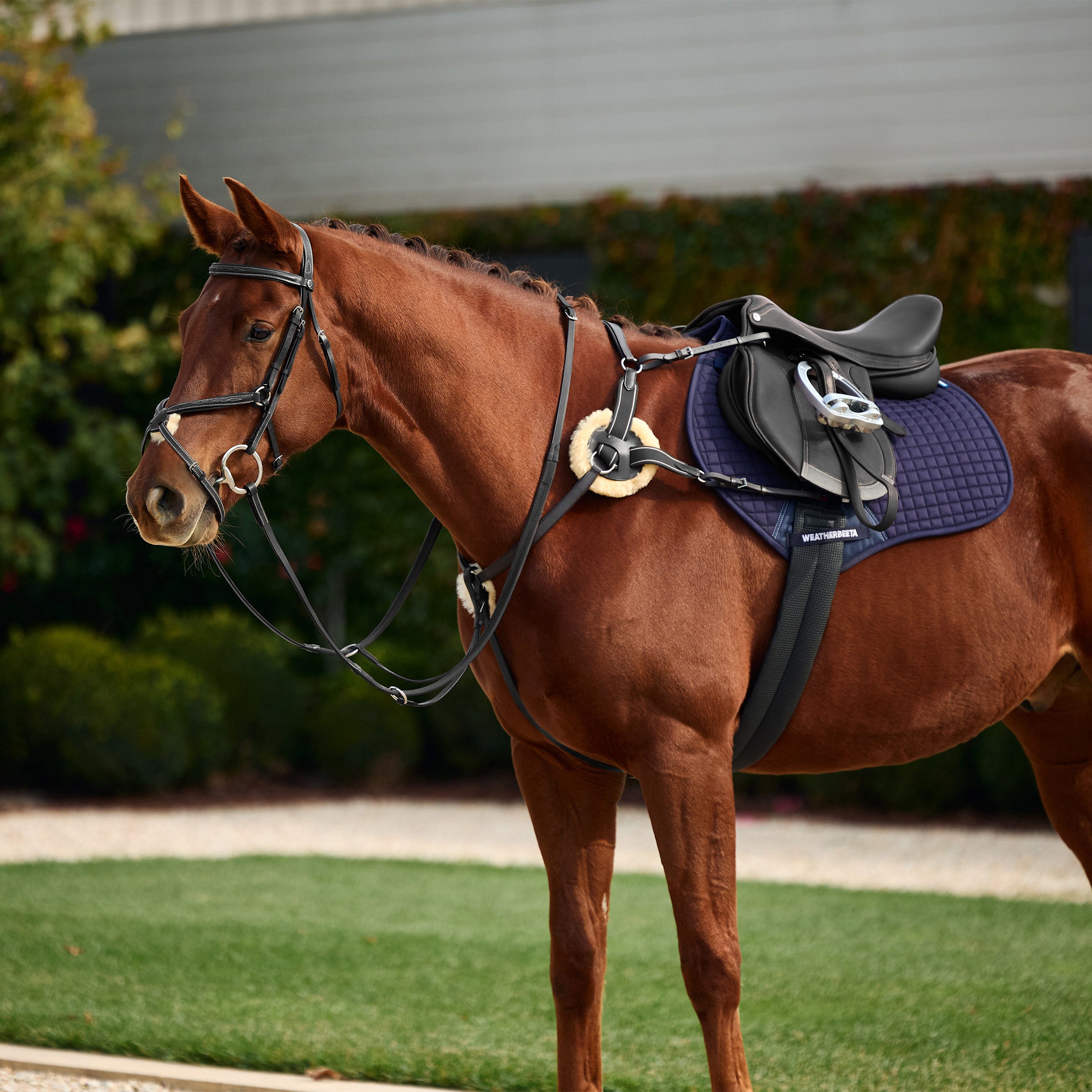image_main - Black - Dublin 5-Point Event Breastplate - .jpg