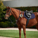 image_main - Black - Dublin 5-Point Event Breastplate - .jpg