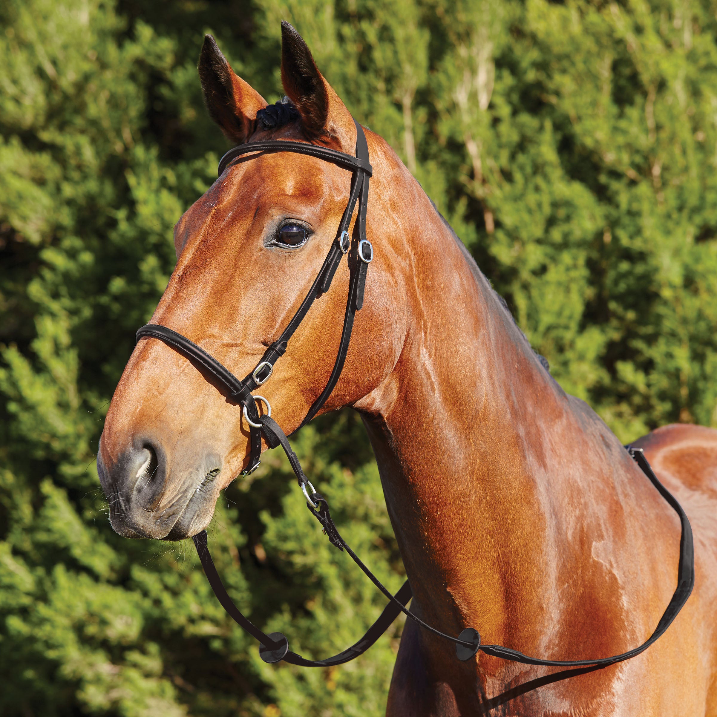 image_main - Black - Dublin Bitless Bridle - .jpg