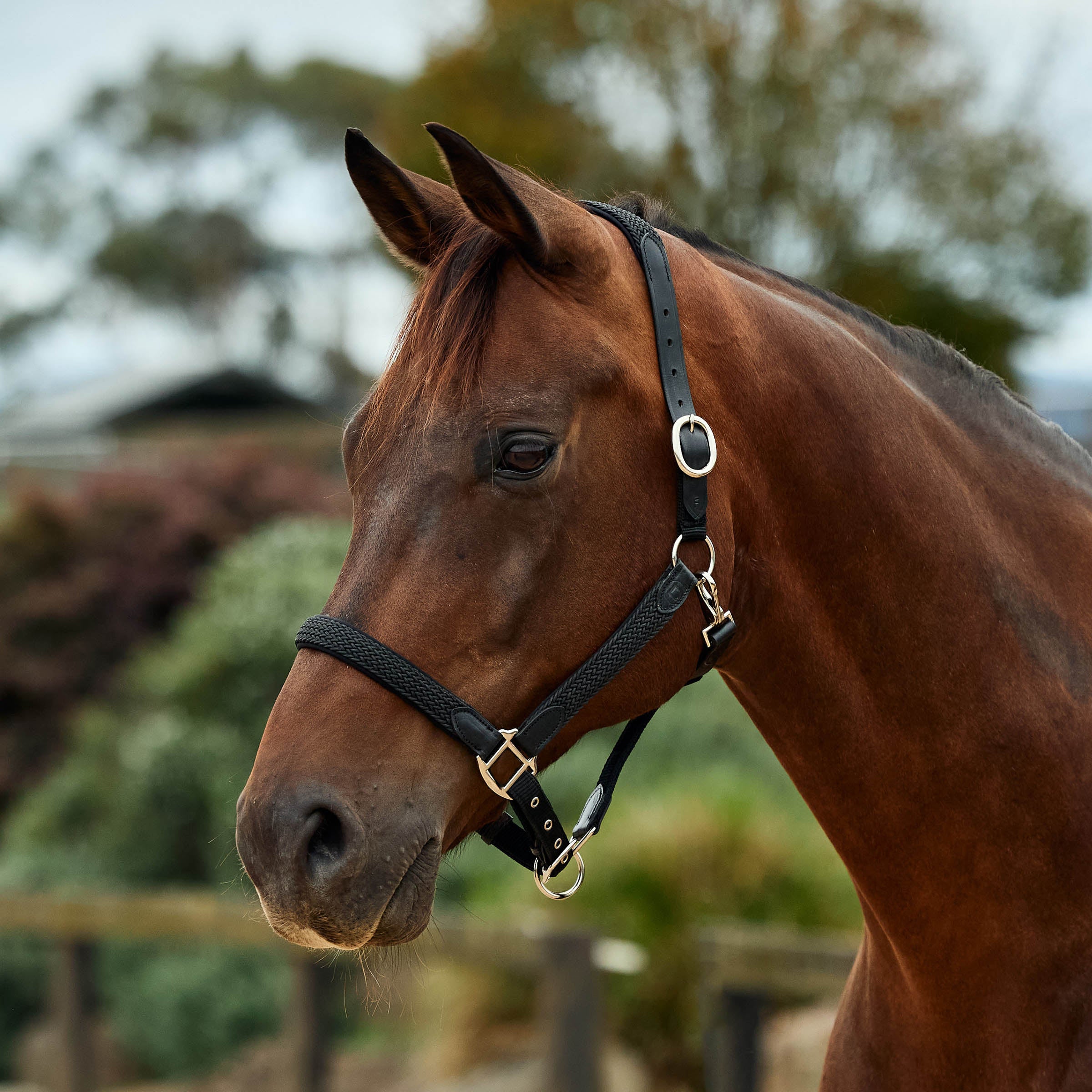 image_main - Black - Dublin Braided Leather Halter - .jpg