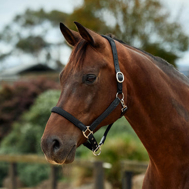 image_main - Black - Dublin Braided Leather Halter - .jpg