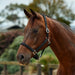 image_main - Black - Dublin Braided Leather Halter - .jpg