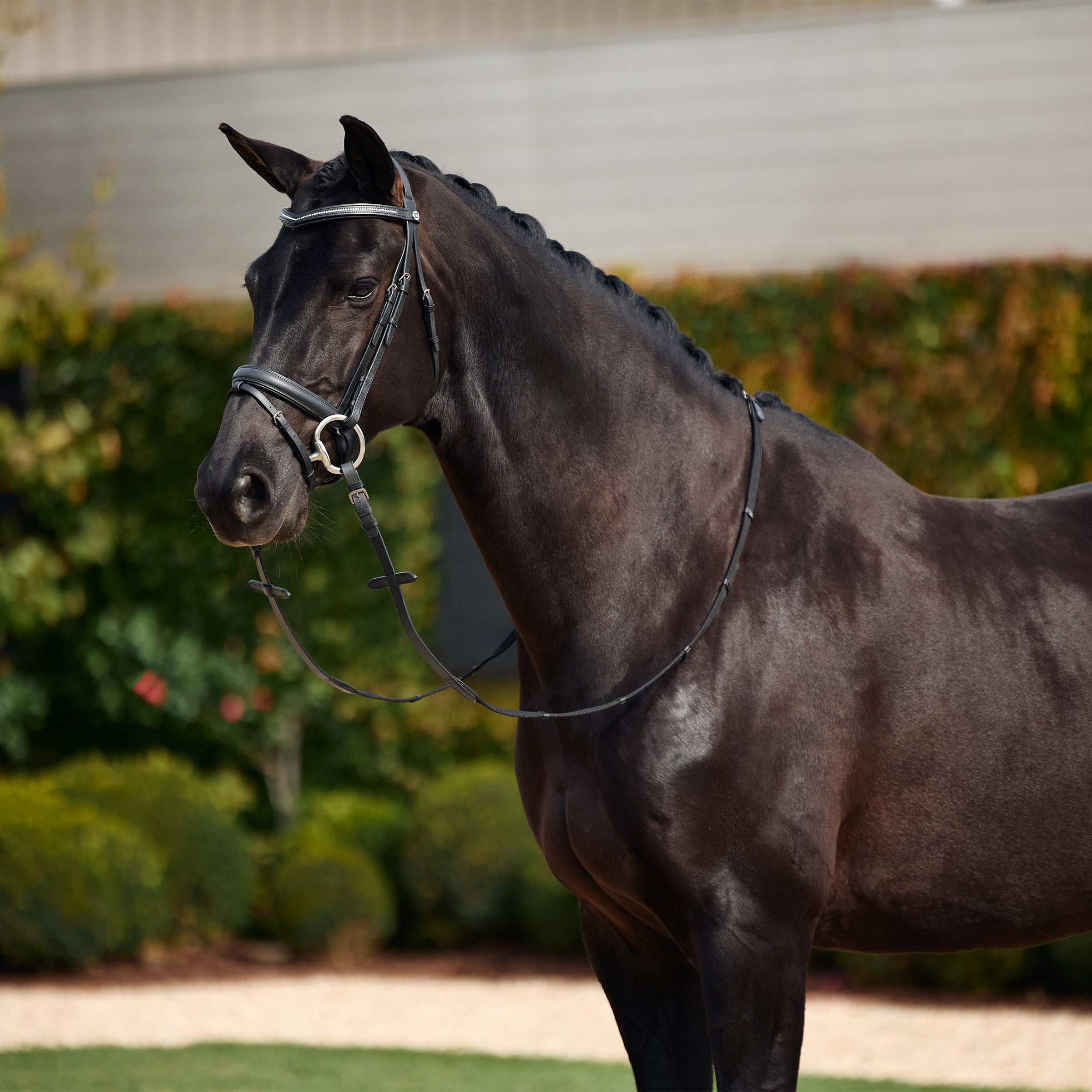 image_main - Black - Dublin Padded Comfort Crown Crystal Flash Bridle - .jpg