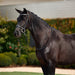image_main - Black - Dublin Padded Comfort Crown Crystal Flash Bridle - .jpg