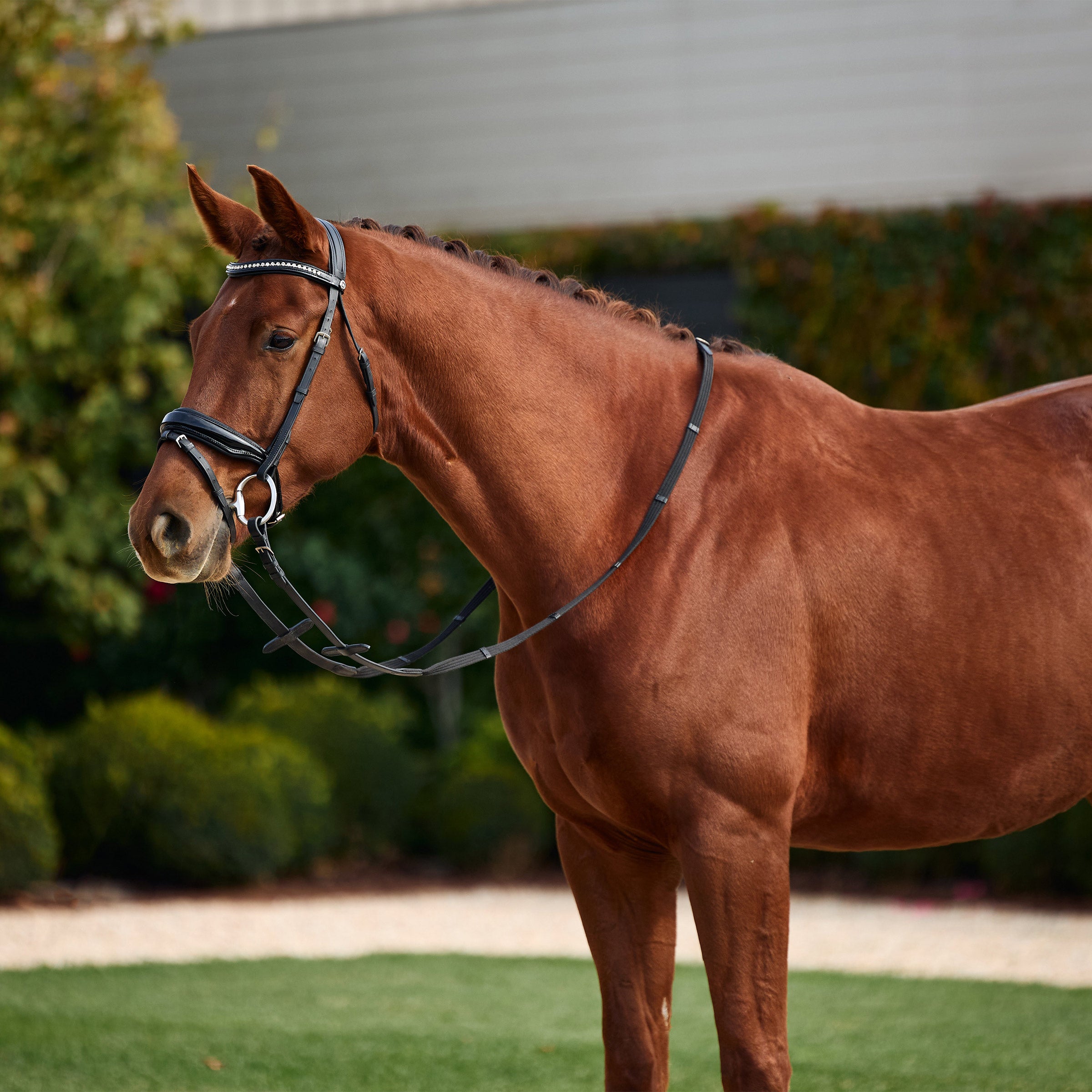 image_main - Black - Dublin Padded Comfort Crown Patent Flash Bridle - .jpg