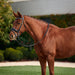 image_main - Black - Dublin Padded Comfort Crown Patent Flash Bridle - .jpg