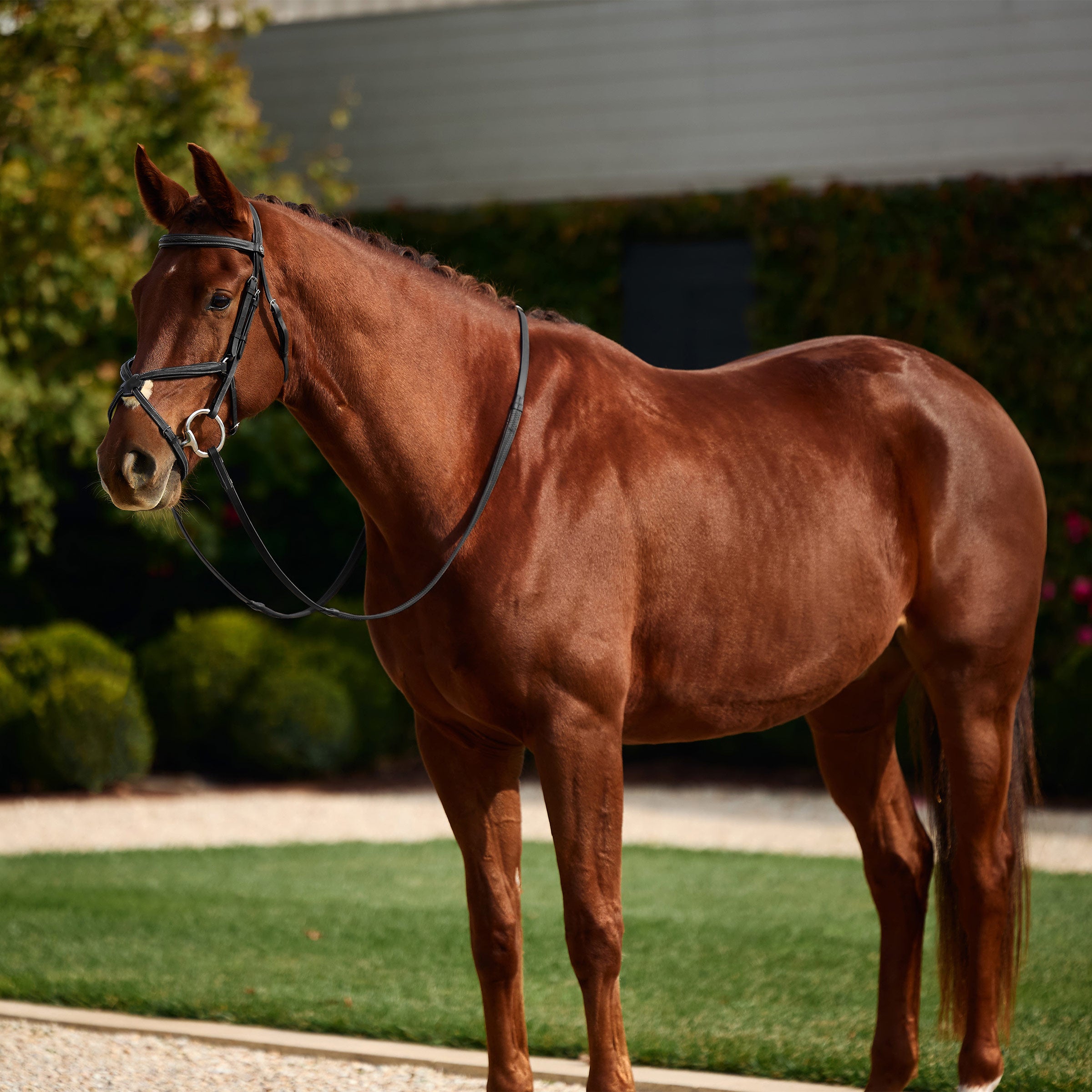 image_main - Black - Dublin Padded Mono Crown Fancy Stitch Grackle Bridle - .jpg