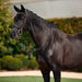 image_main - Black - Dublin Padded Mono Crown Patent Flash Bridle - .jpg