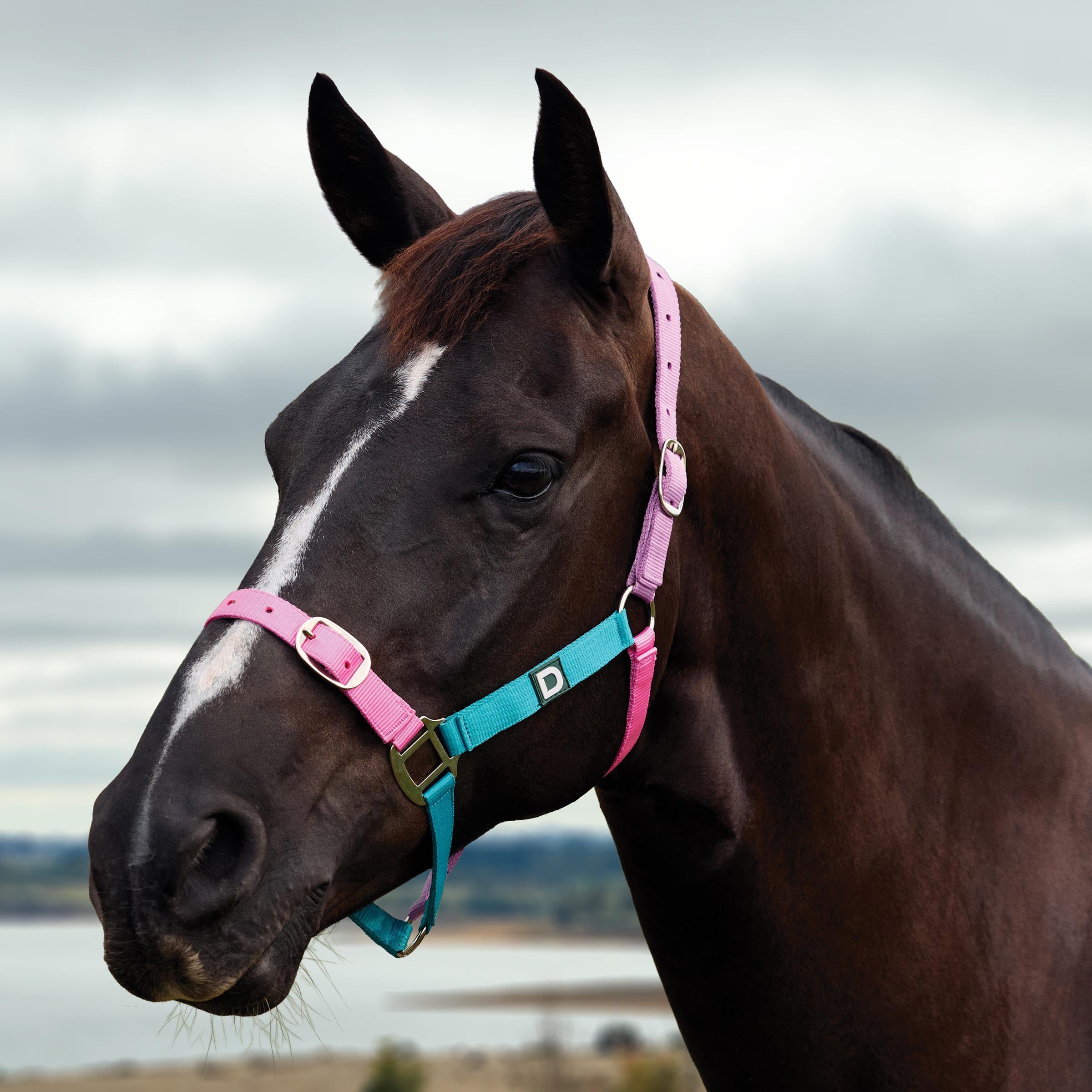 image_main - Blue/Pink/Purple - Dublin Everyday Breakaway Halter - .jpg