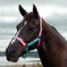image_main - Blue/Pink/Purple - Dublin Everyday Breakaway Halter - .jpg