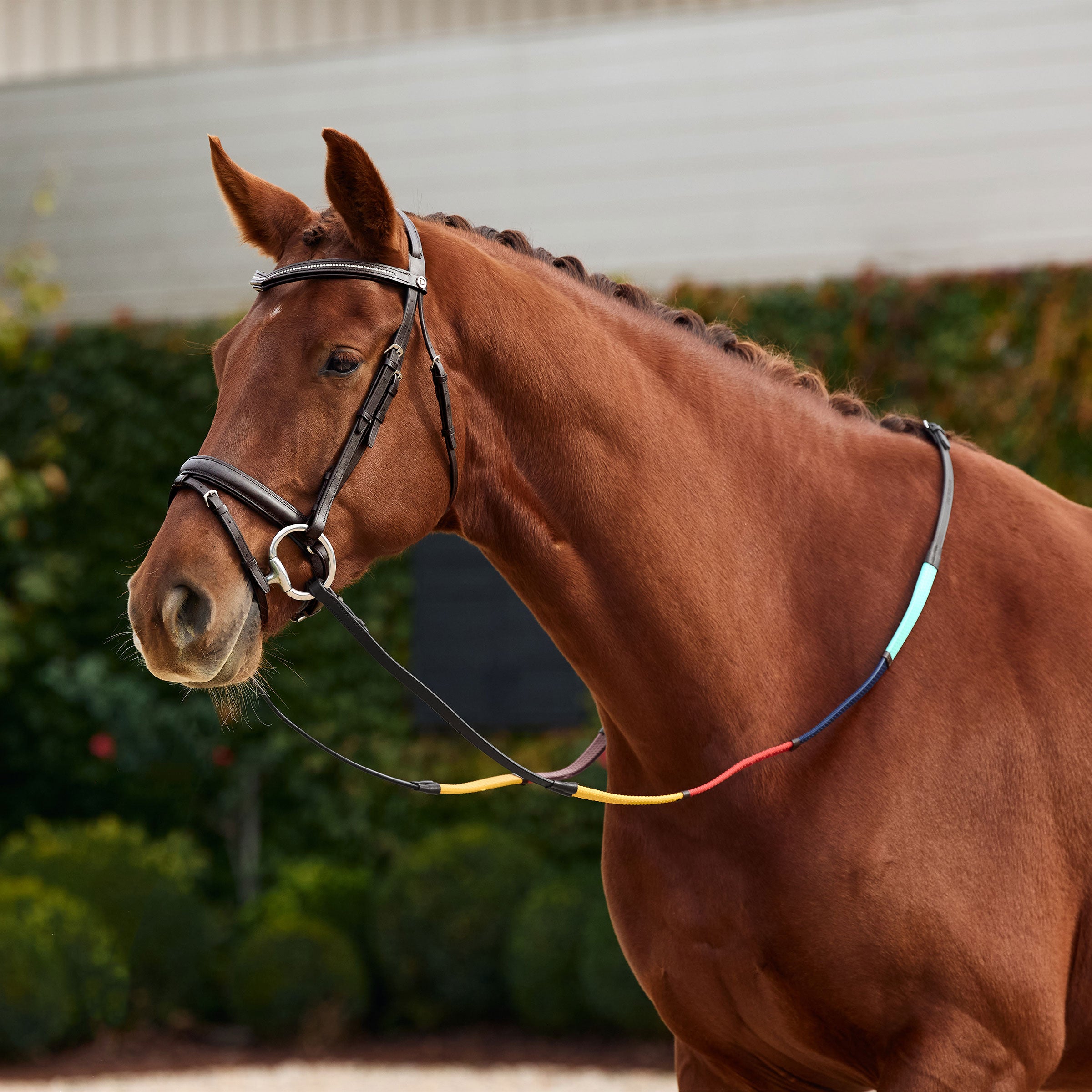 image_main - Brown/Multi - Dublin Rainbow Reins - .jpg